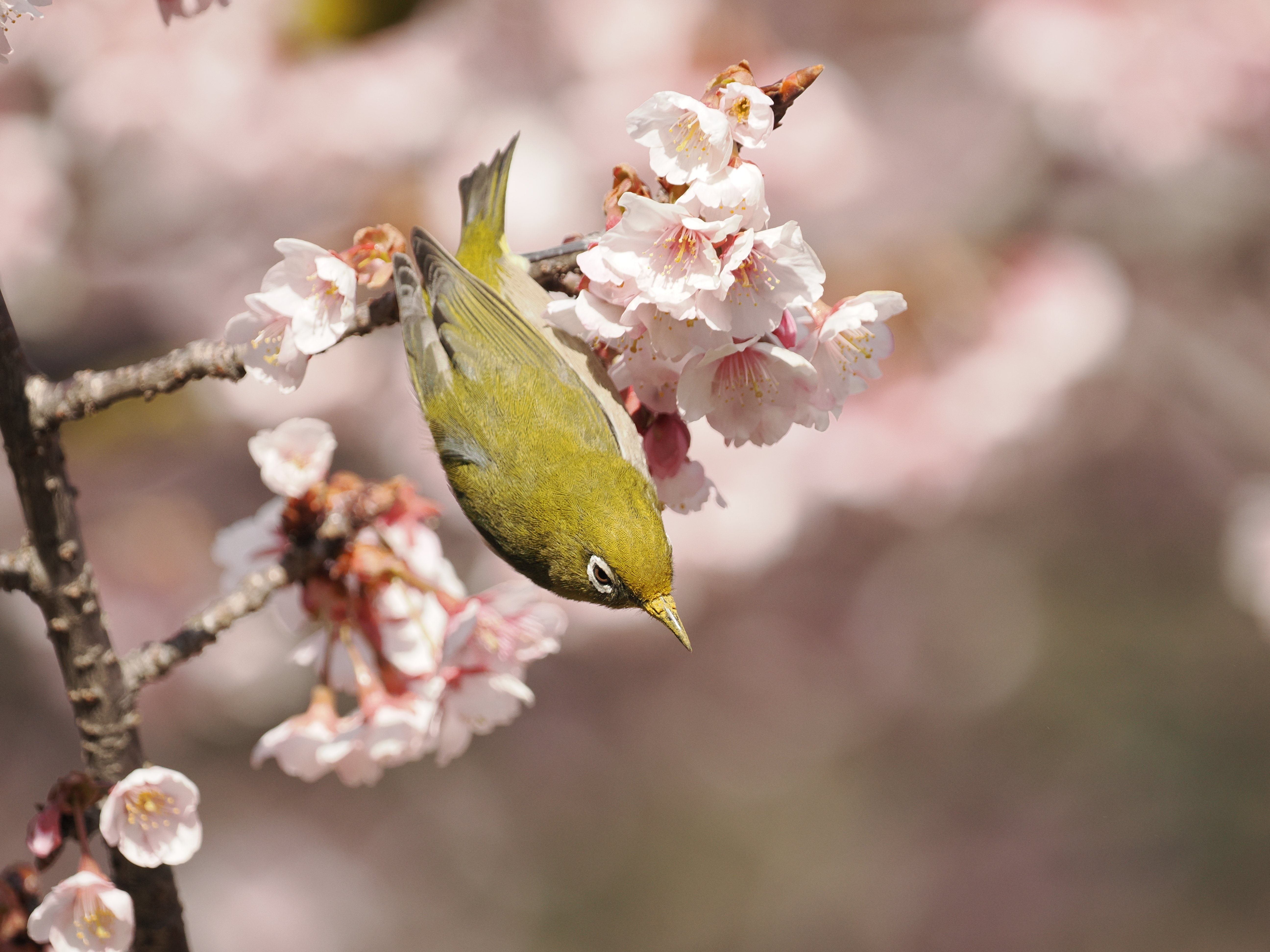 今年もまた「桜とか上手く撮れない」って嘆く季節がやってきます。｜平
