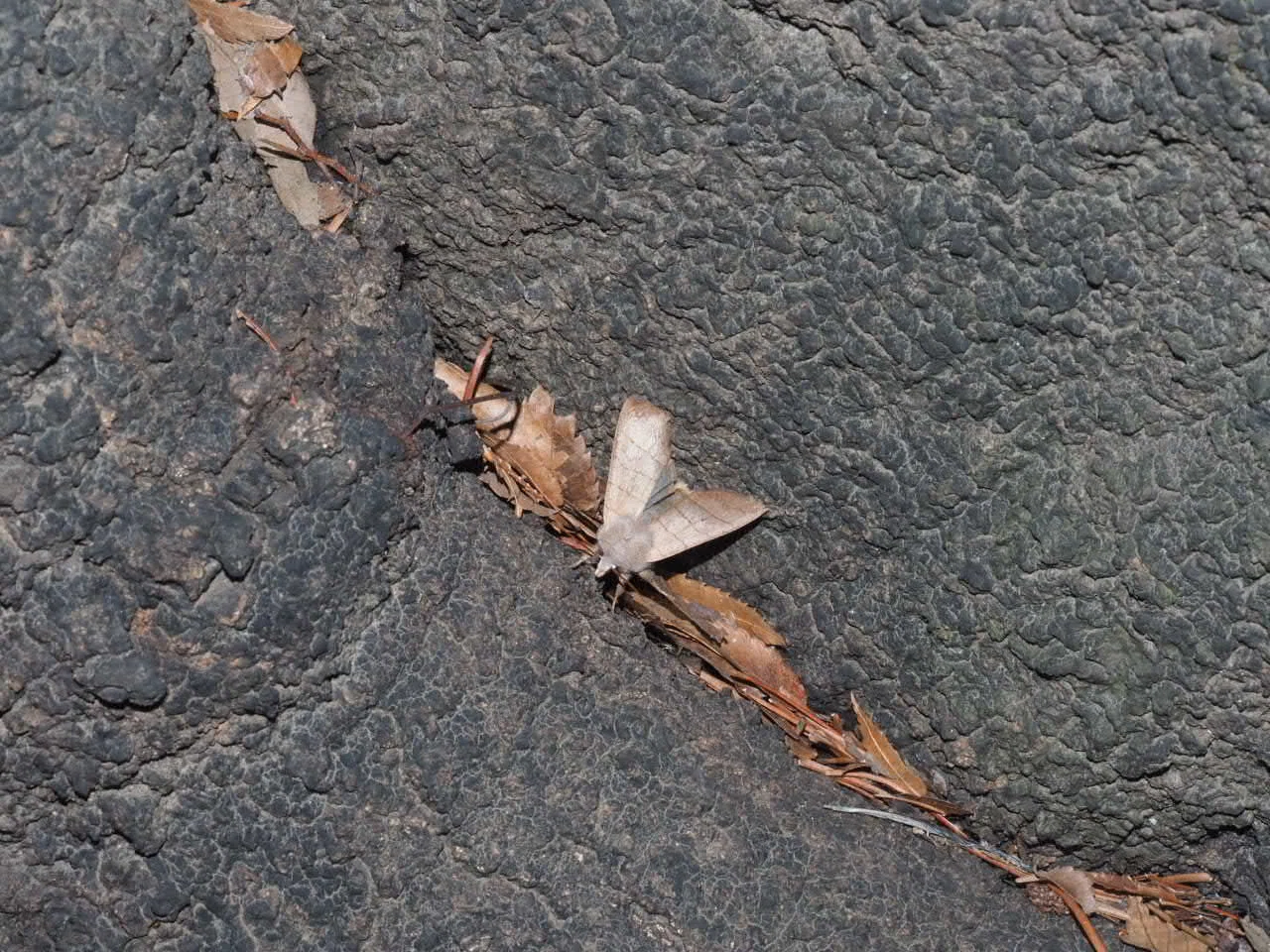 Today's Insect Activity - 20260304｜こんとん