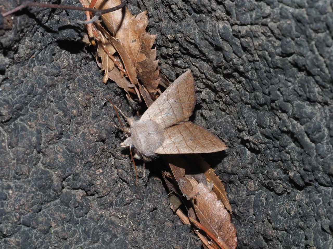 Today's Insect Activity - 20260304｜こんとん