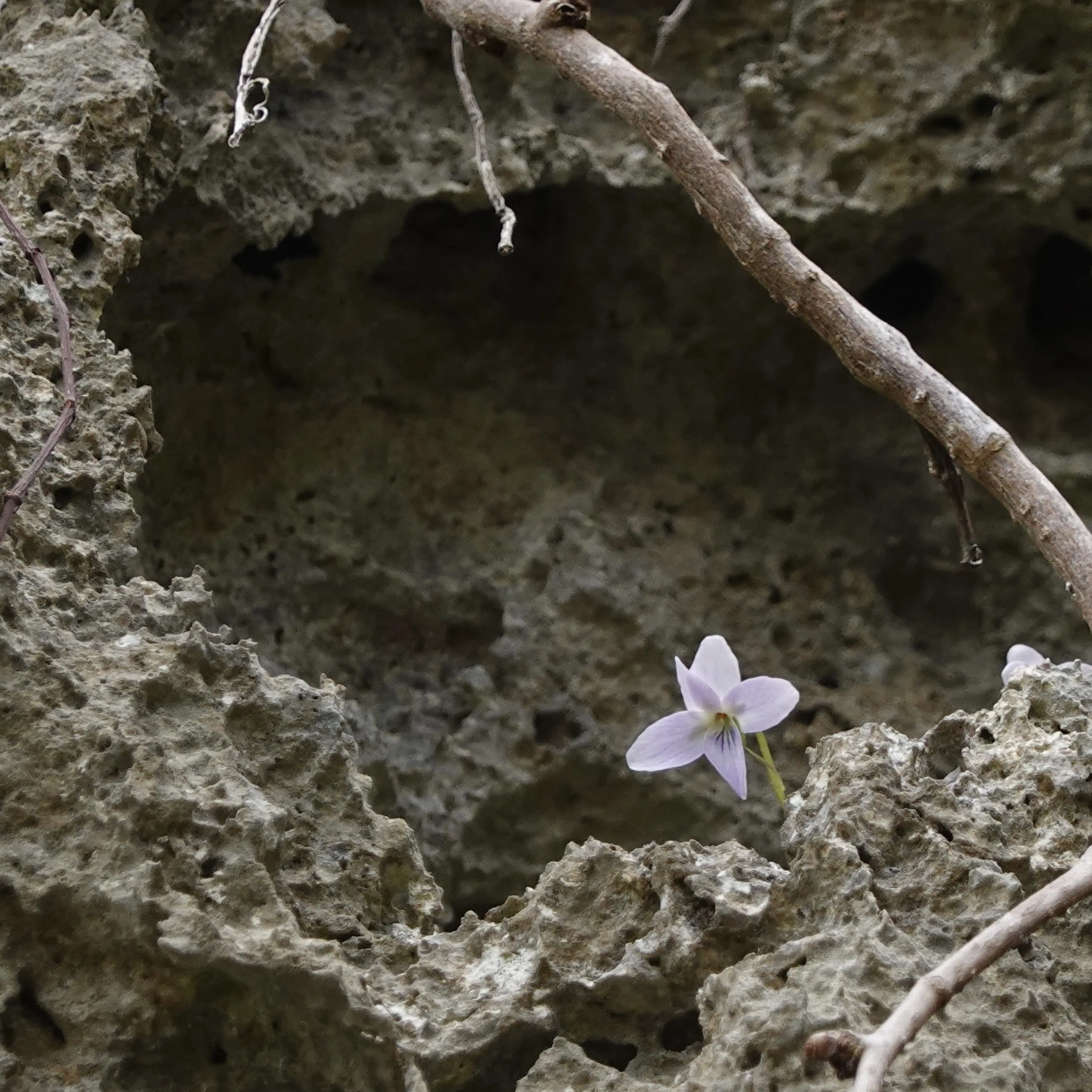 オキナワスミレ Viola utchinensis｜noteスミレの部屋 – Violets of Japan