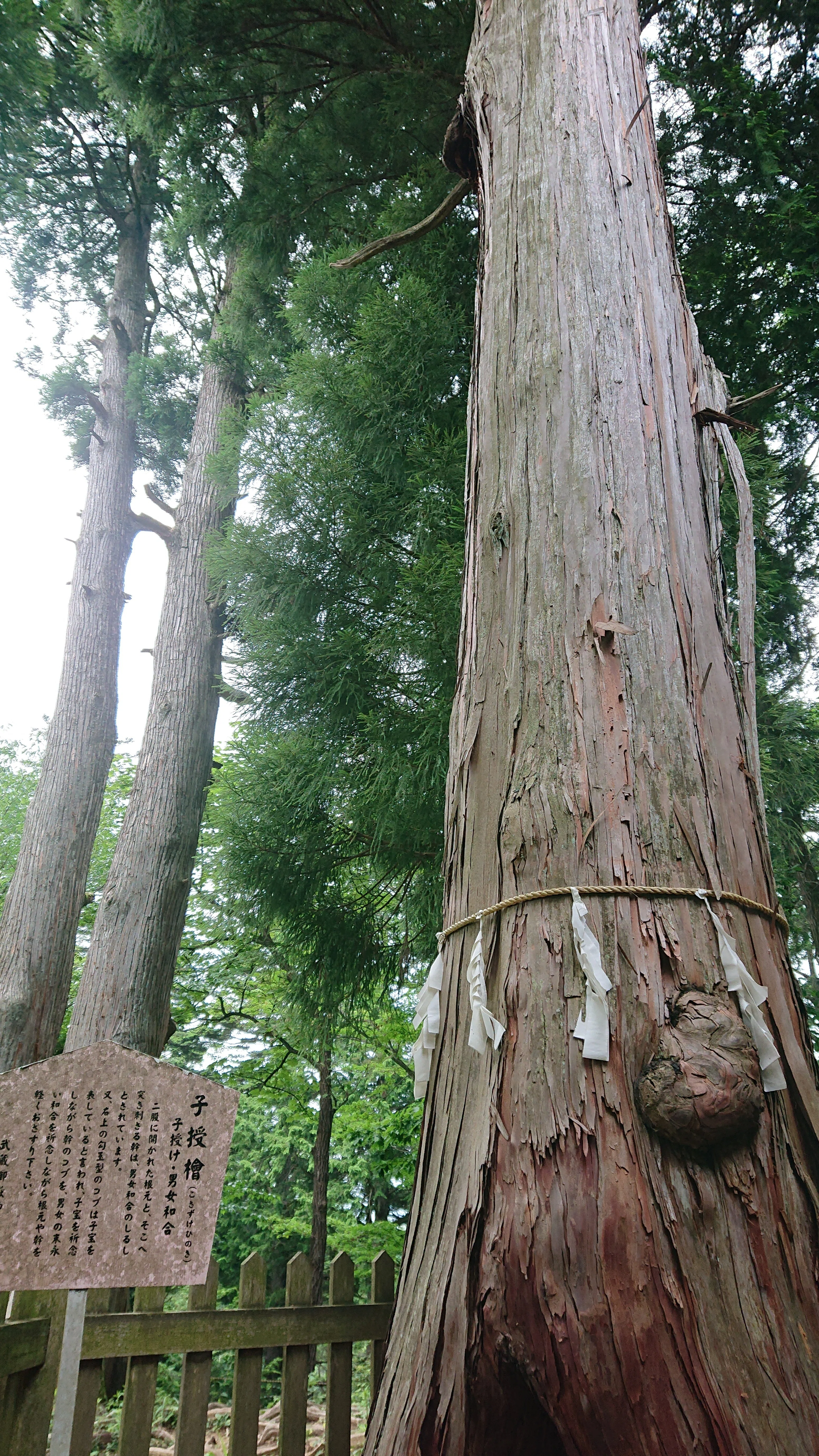 武蔵御嶽神社｜おいぬ様と大口真神の神域・御岳山参拝（前編）｜しま