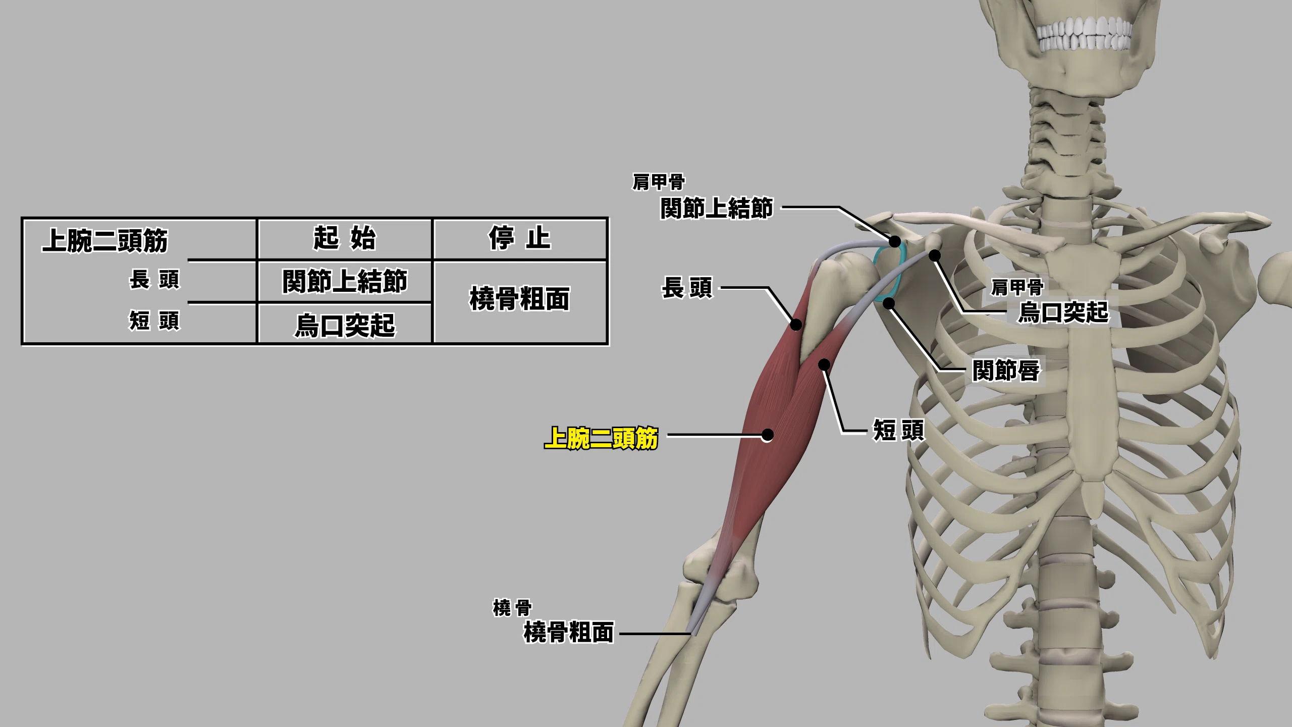 上腕二頭筋】筋トレのための解剖学～バイオメカニクス・種目特性