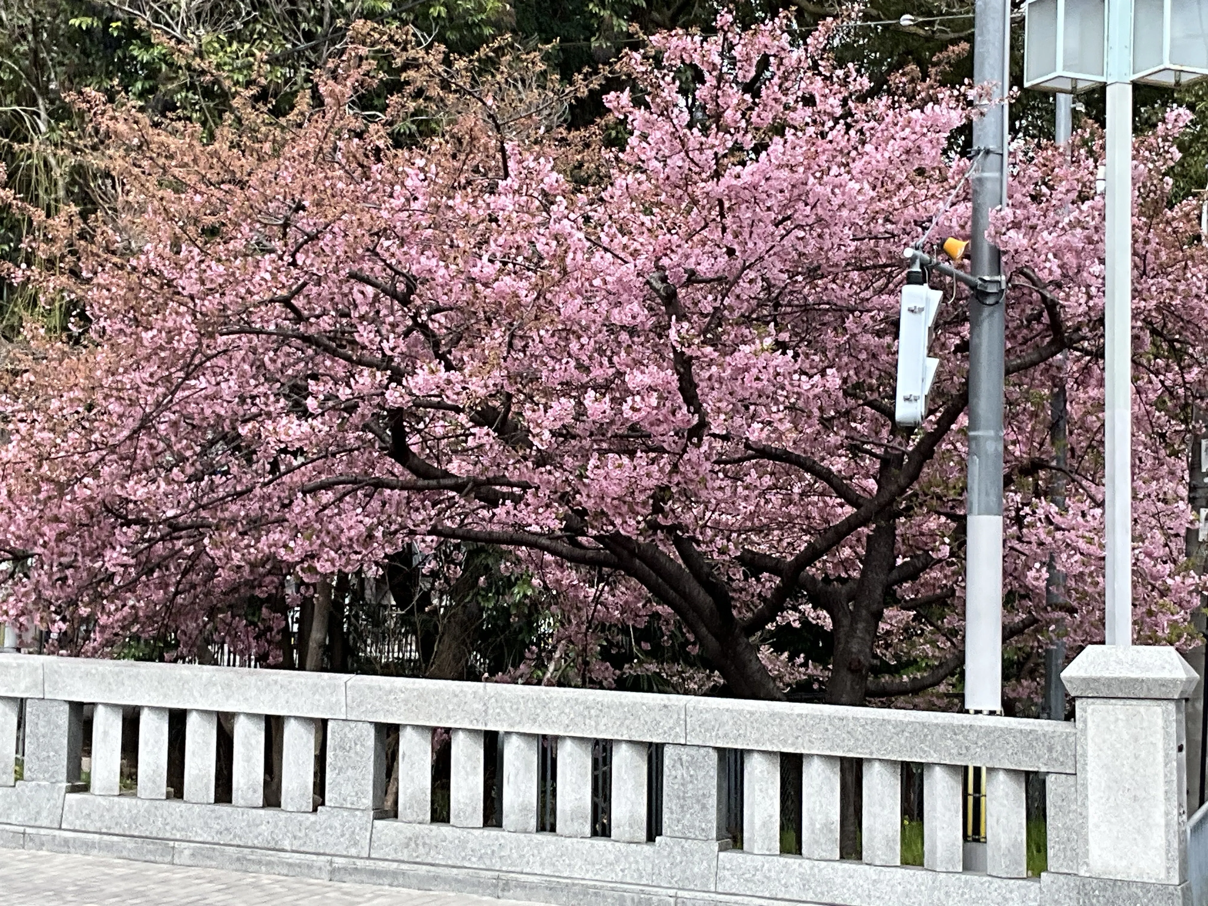 五分咲きの一条戻橋の河津桜：2026年3月5日（木）｜藤井秀昭（『京都