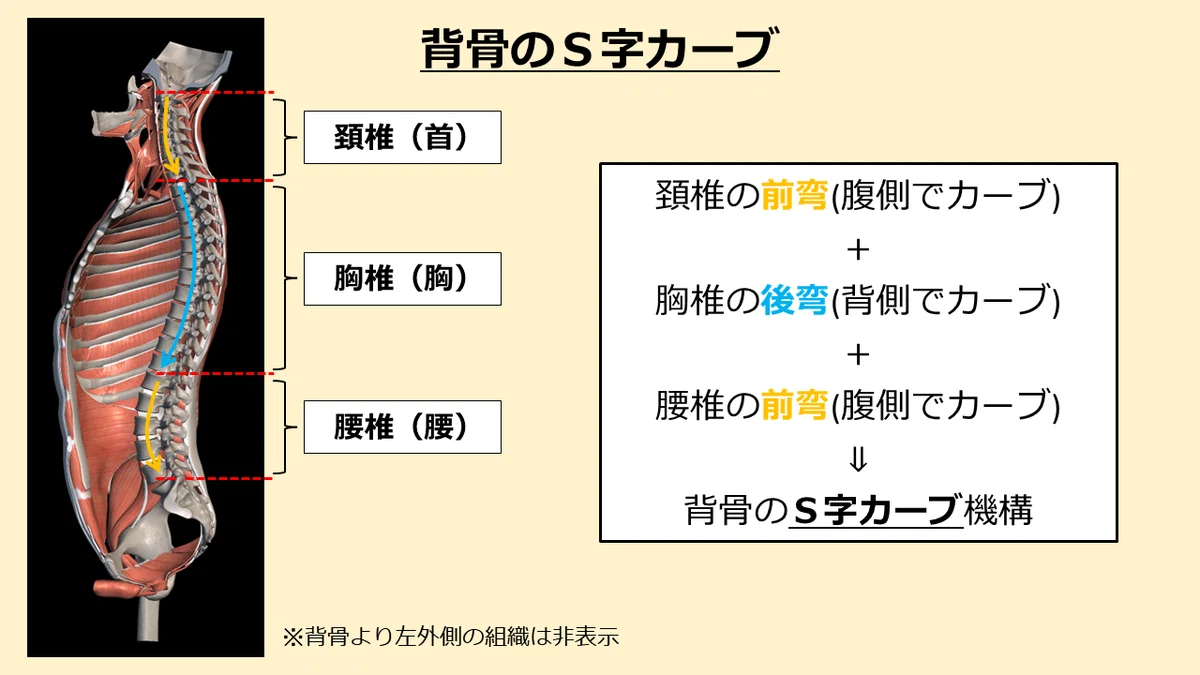 ターヘル・ジャグトミア｜こちらスタッフ研究所