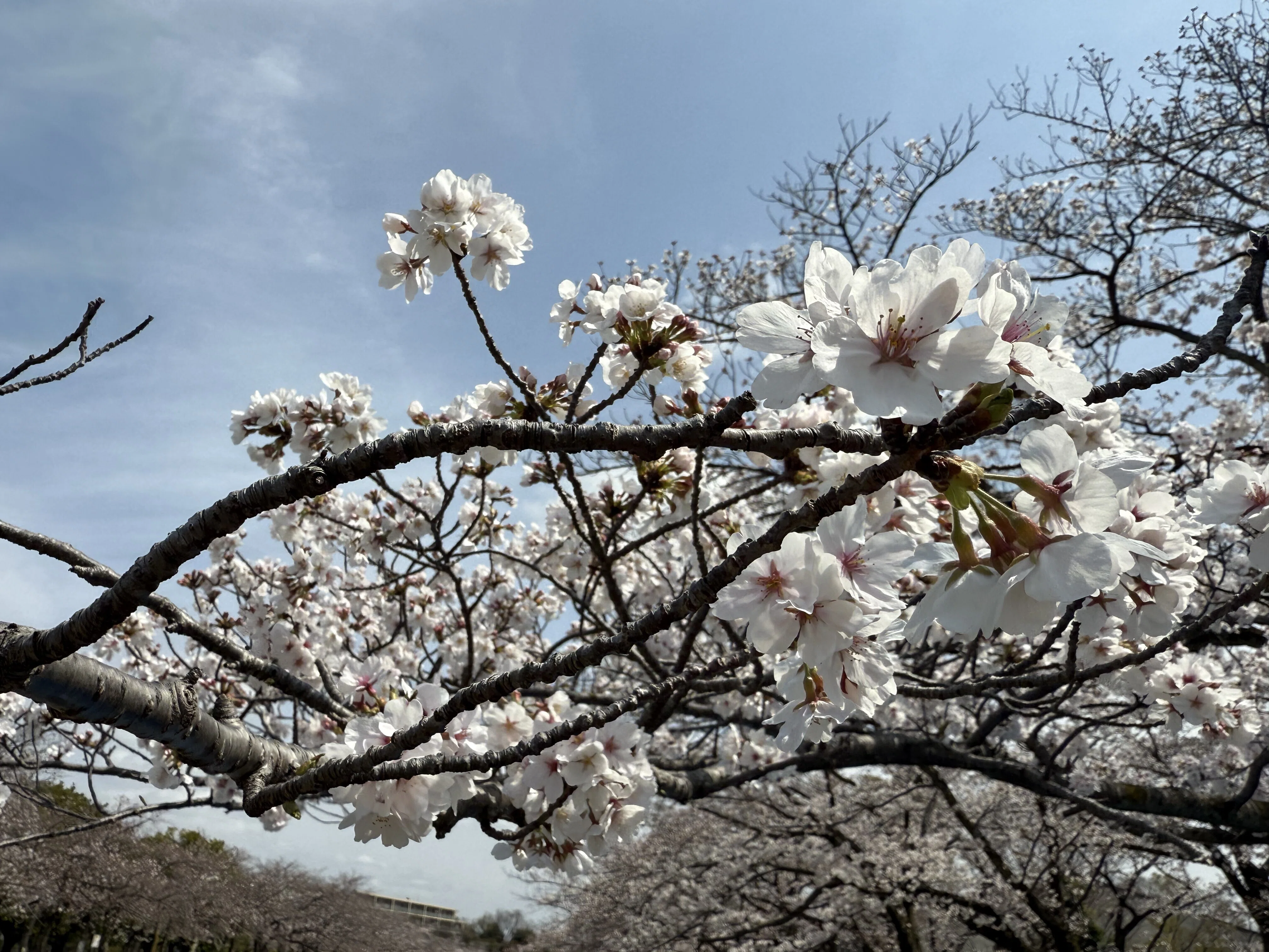 桜は、クローンで、アセットで｜たもん(tamon)
