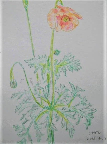 2019年野の草花を描く1｜川口修治