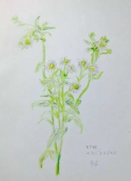 2019年野の草花を描く1｜川口修治