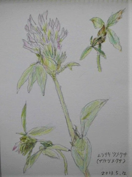 2019年野の草花を描く1｜川口修治