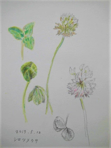 2019年野の草花を描く1｜川口修治