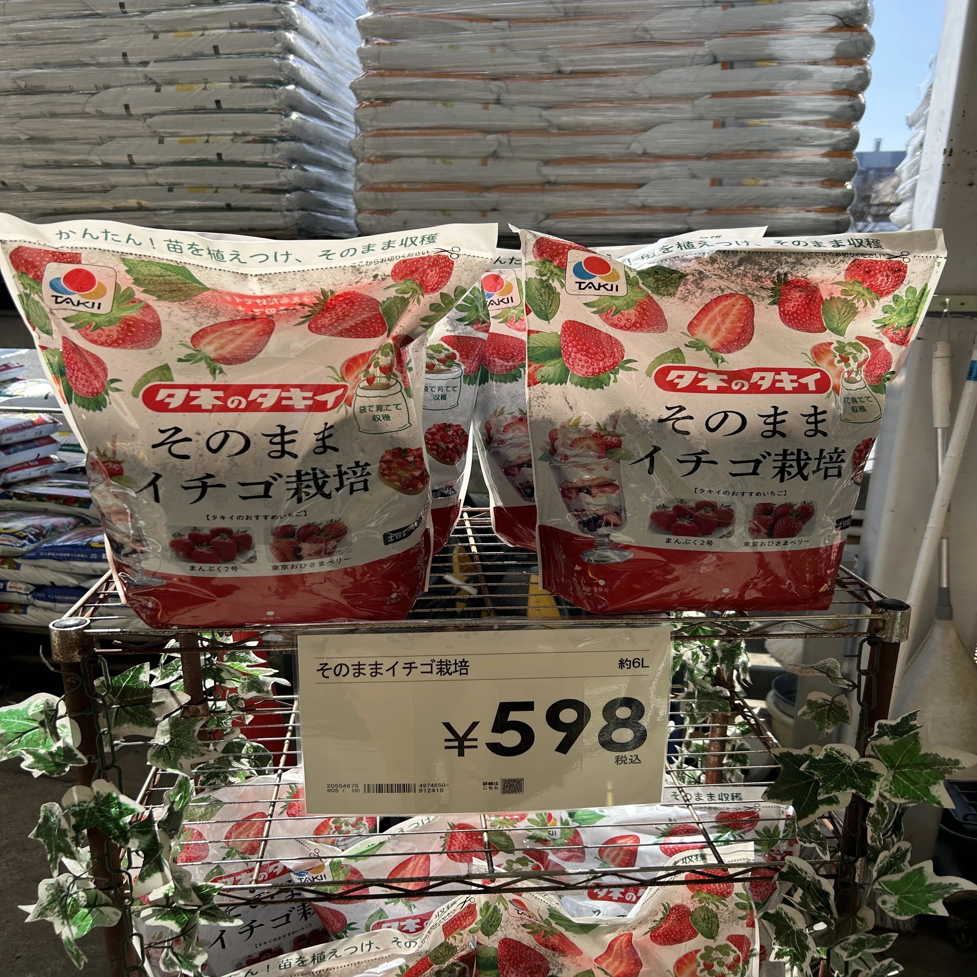 タキイの新商品「そのままイチゴ栽培」を買って植えてみた！手軽さと気 