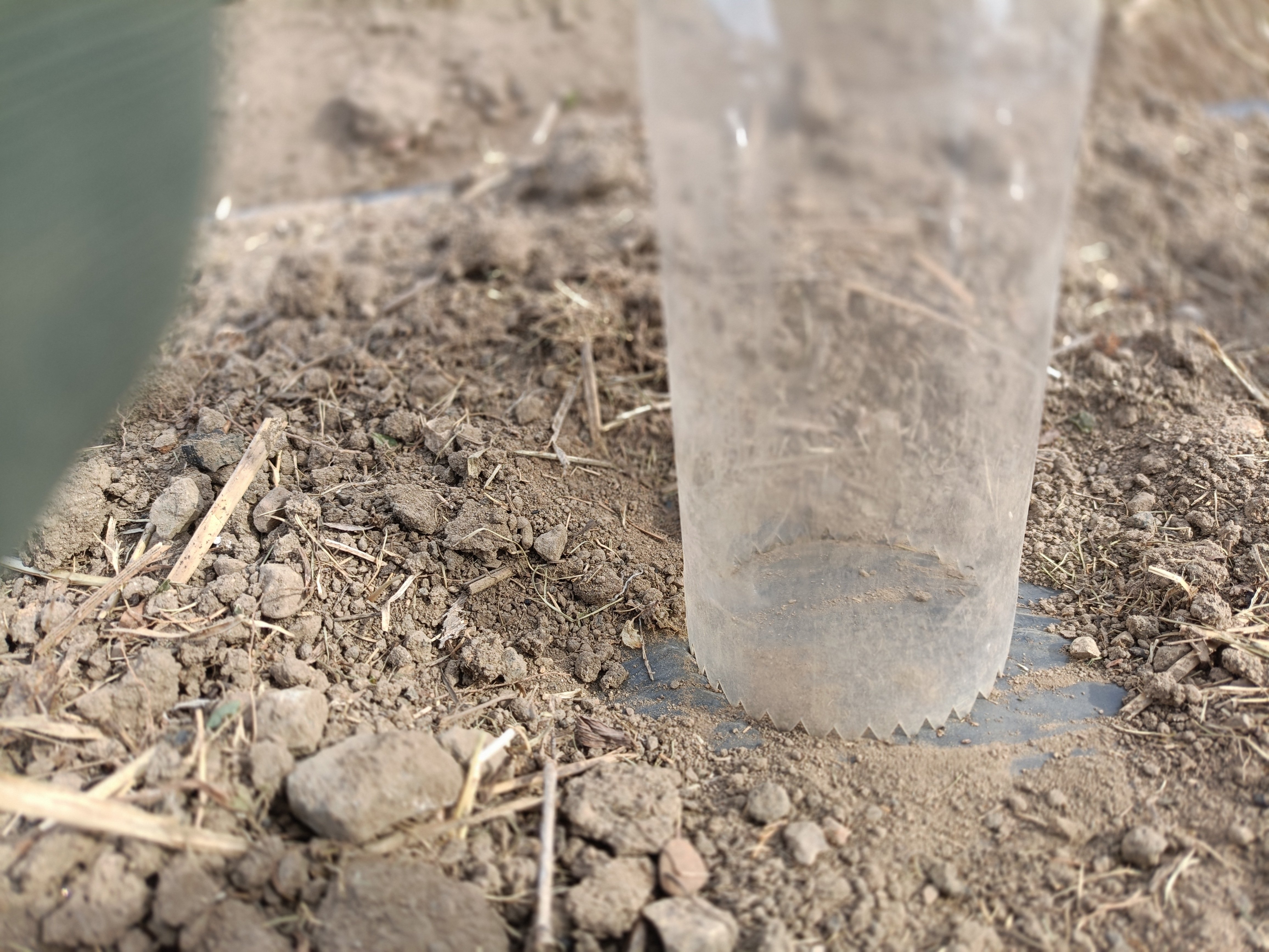 農園 にじみ7・じゃがいも植え2回目｜にじみ