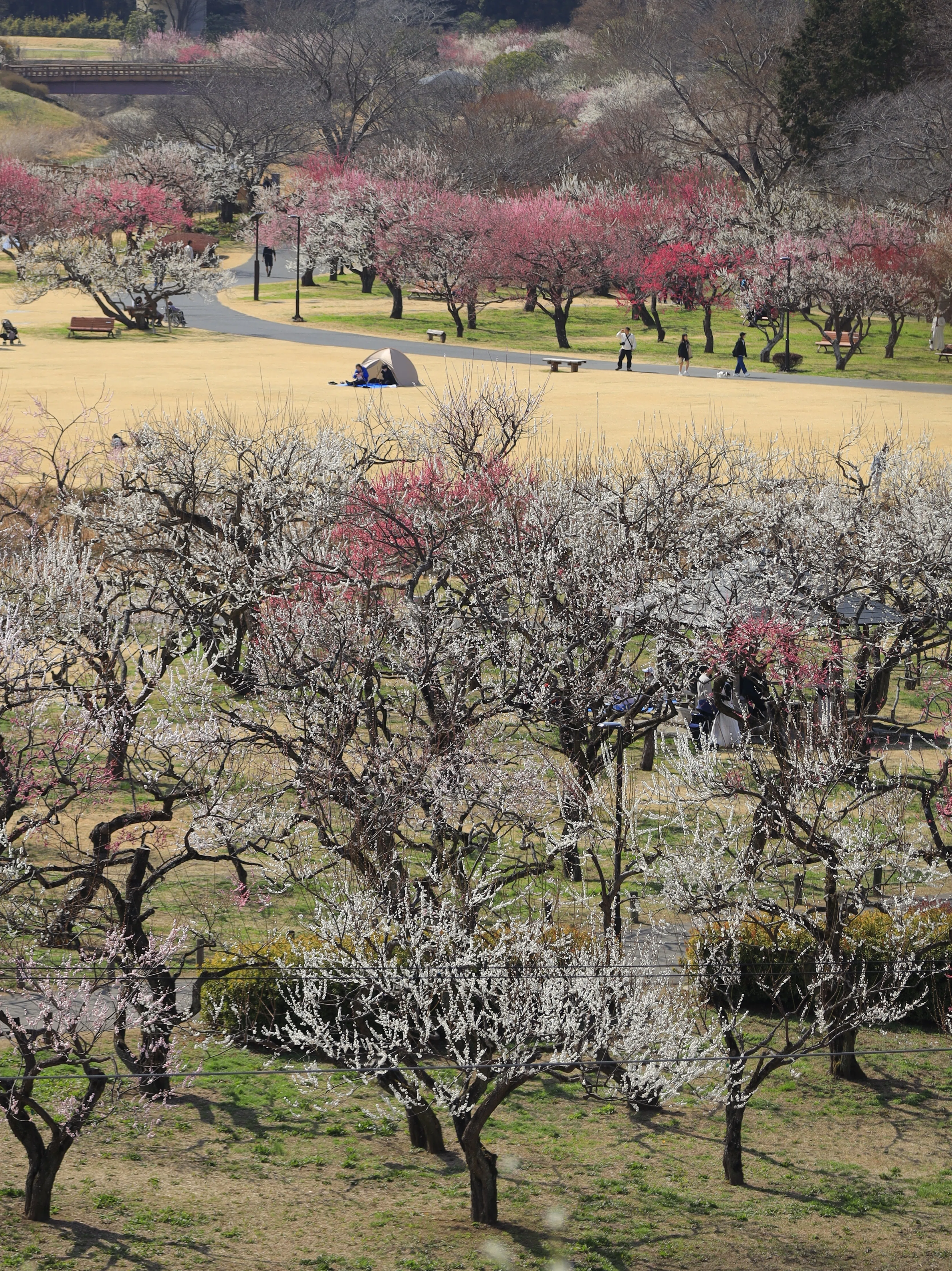 4時起きで梅三昧。筑波山から偕楽園、最後は歴史に出会った一日