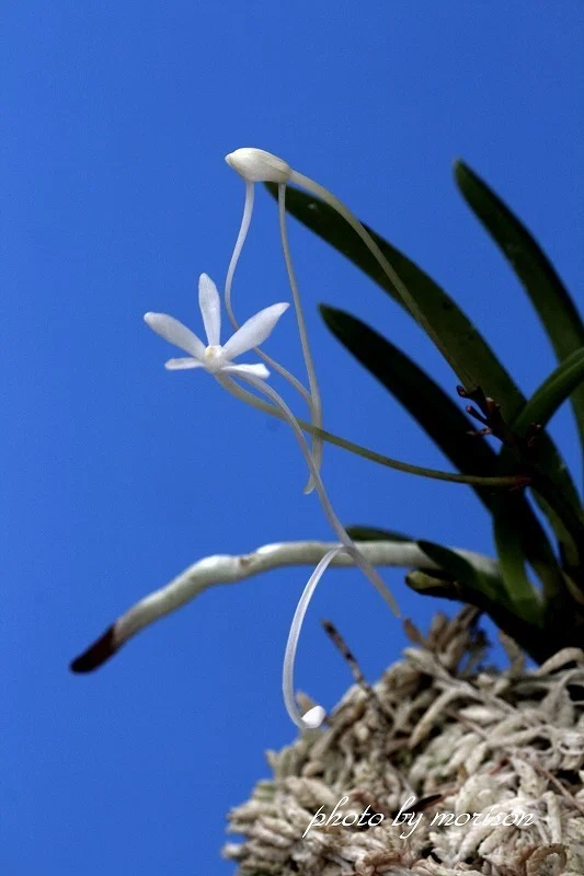 富貴蘭「舌奇離雀」の花（過去の画像倉庫から）｜KJ Morison