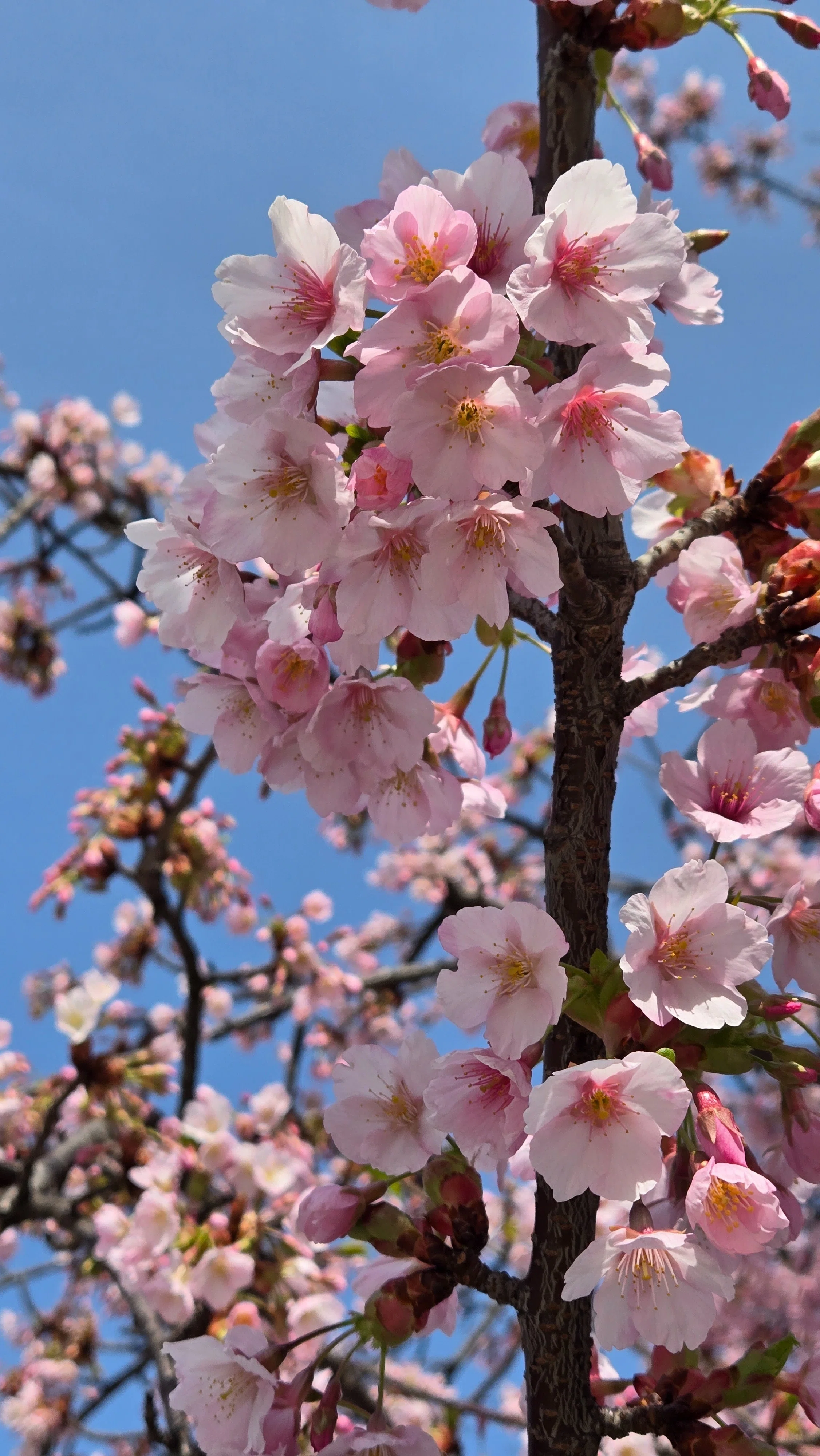 早咲きの桜と出会いました🌸✨｜サラ*♡