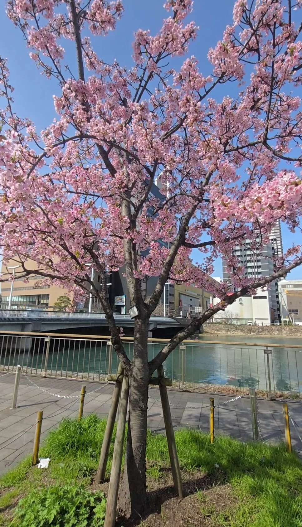 早咲きの桜と出会いました🌸✨｜サラ*♡