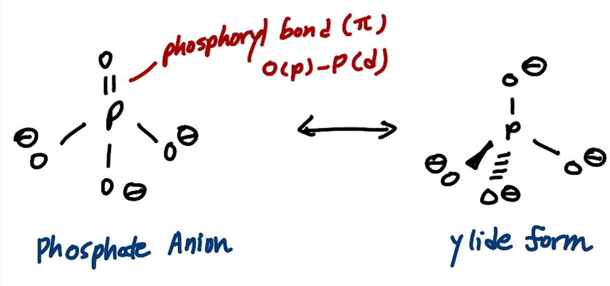 核酸、PLP、チアミンの有機化学 (Organic Chemistry of Nucleic Acids, PLP and Thiamin ...