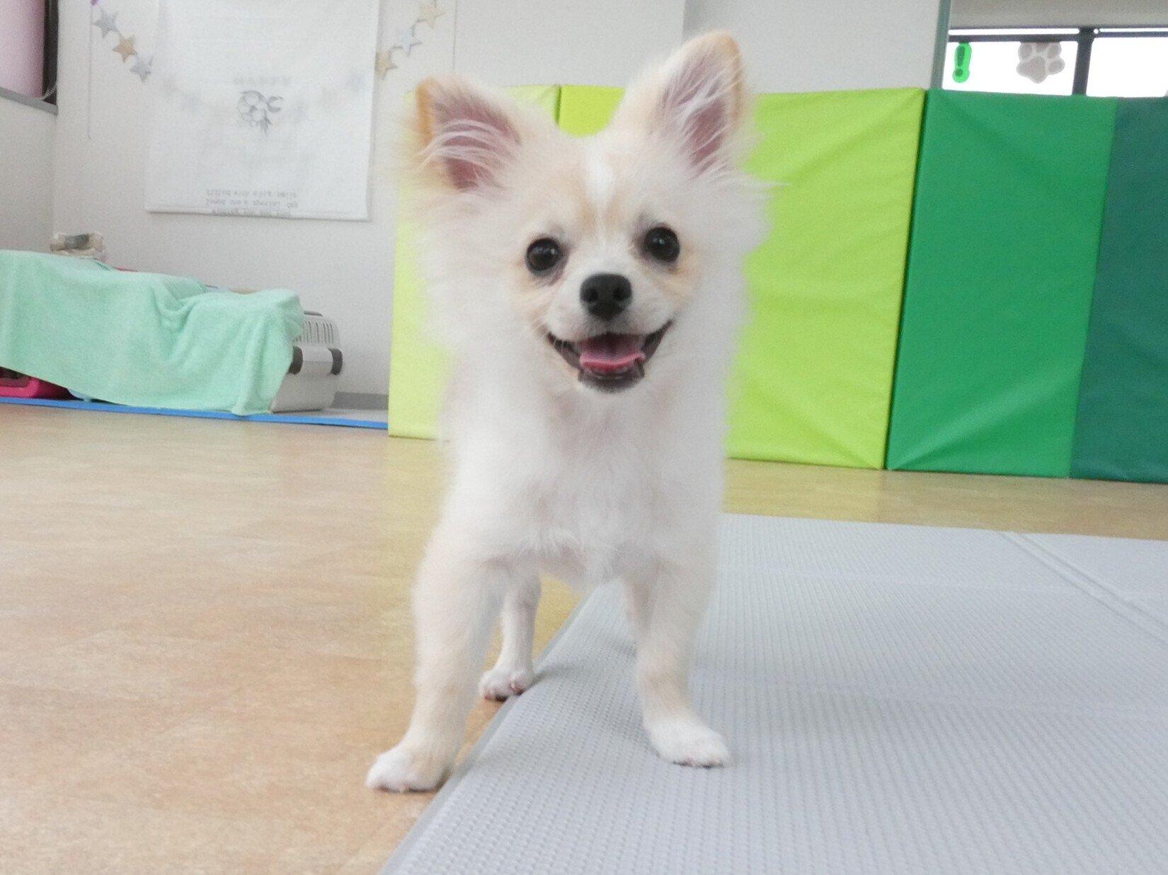 幼稚園体験に来てくれたMIX（ﾎﾟﾒﾗﾆｱﾝ×ﾁﾜﾜ）の【ぽん太くん】＆MIX