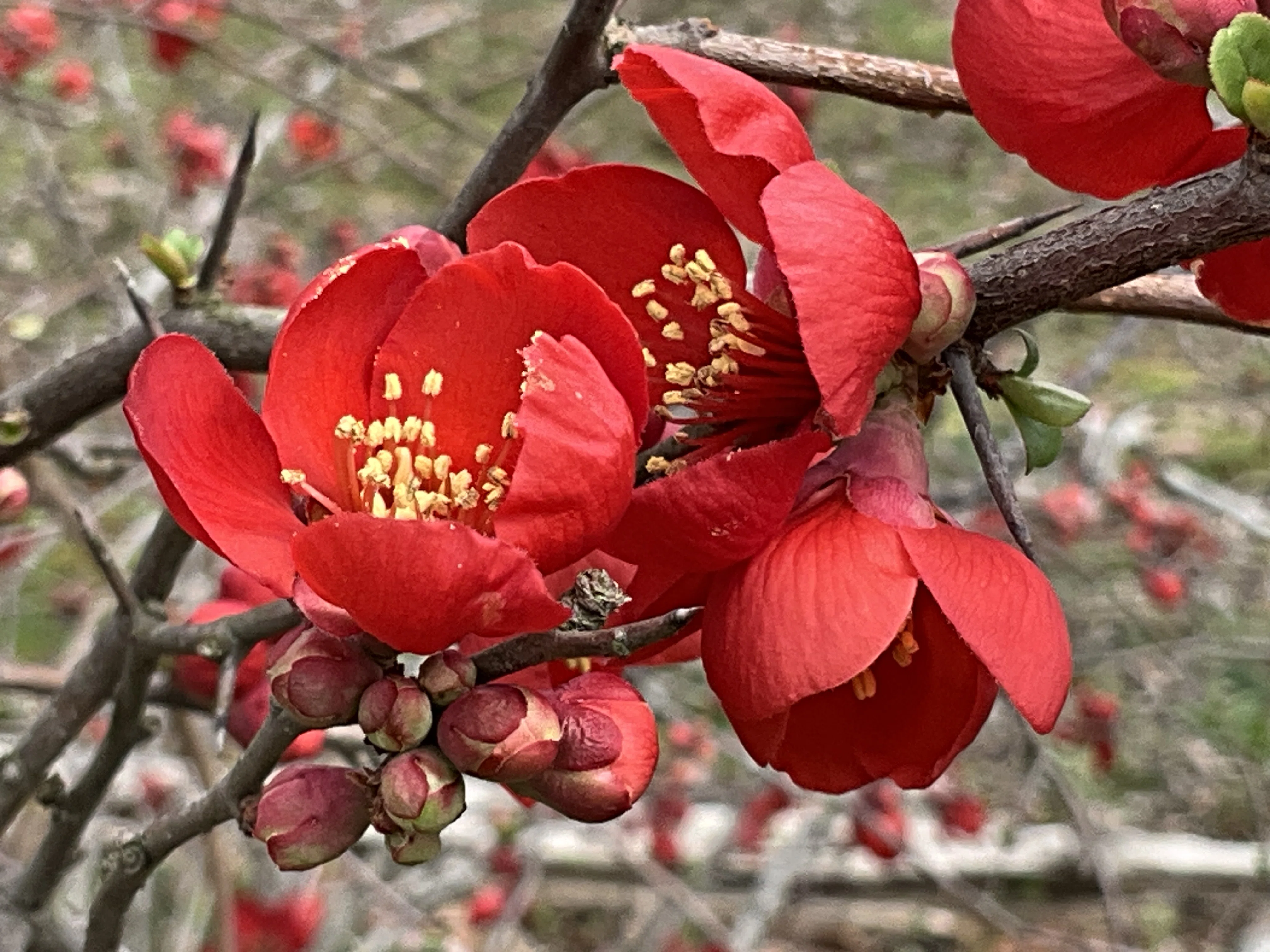 ボケの花（京都府立植物園）：2026年3月6日（金）｜藤井秀昭（『京都
