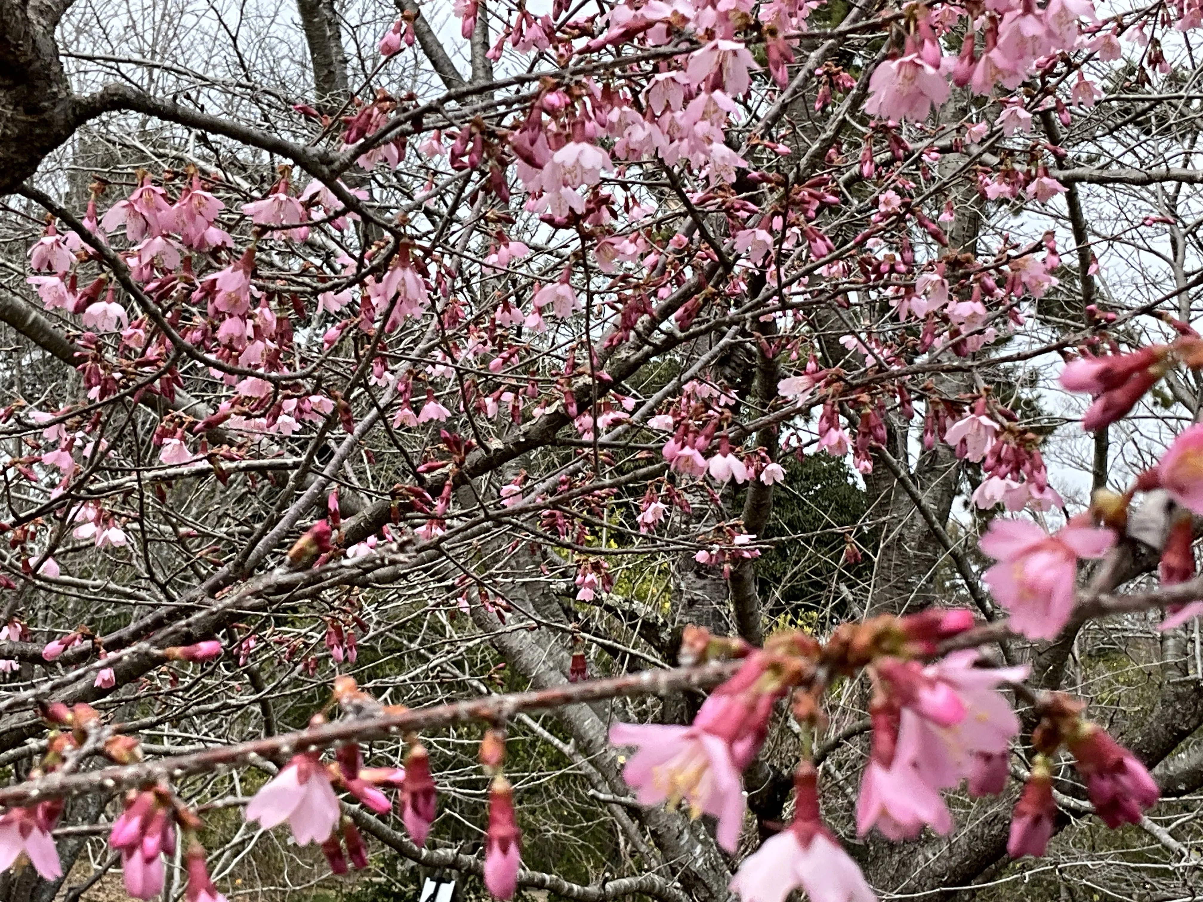 サクラのオカメ（京都府立植物園）：2026年3月6日（金）｜藤井秀昭