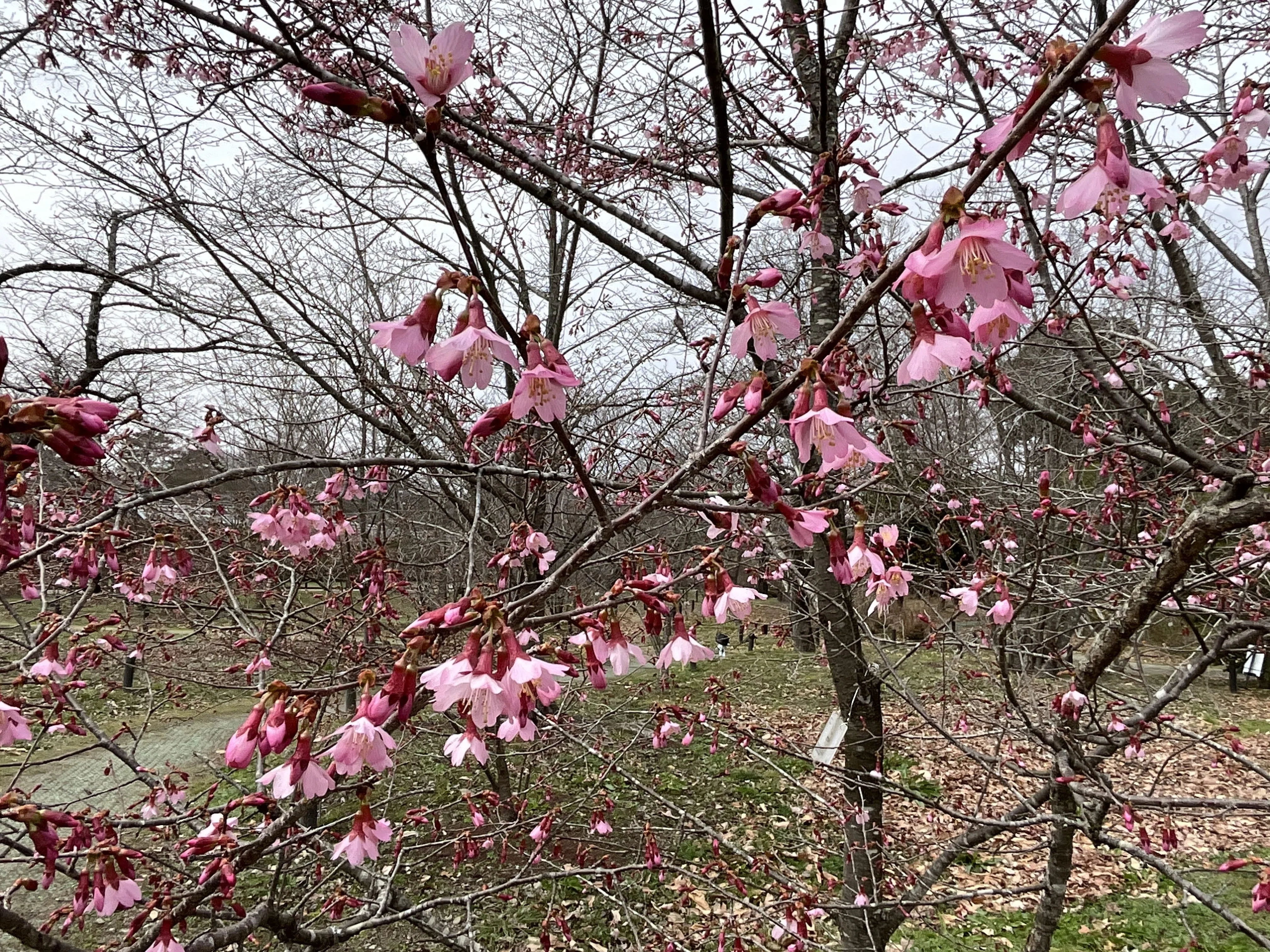 サクラのオカメ（京都府立植物園）：2026年3月6日（金）｜藤井秀昭