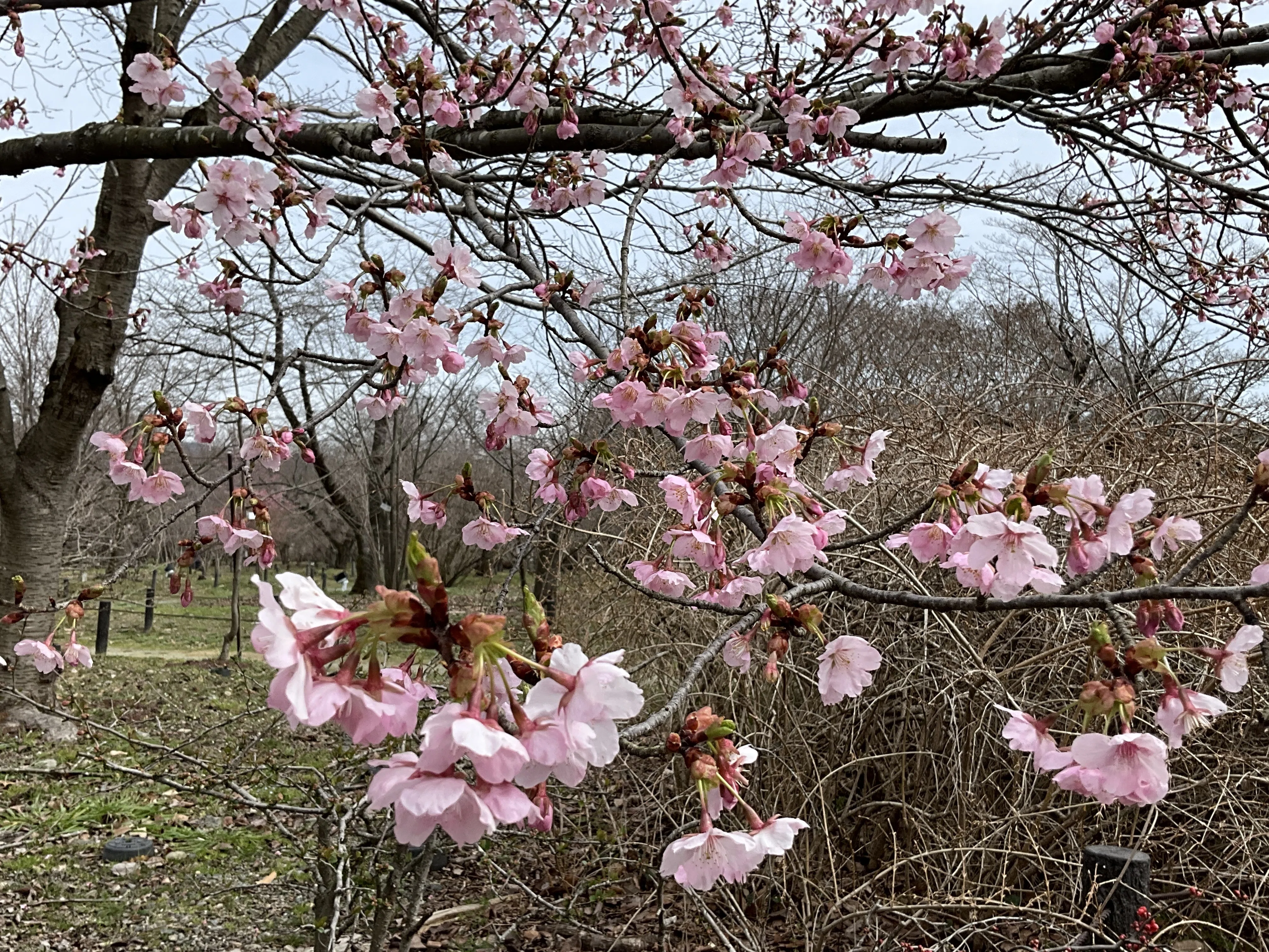 シュゼンジカンザクラ（京都府立植物園）：2026年3月9日（月）｜藤井