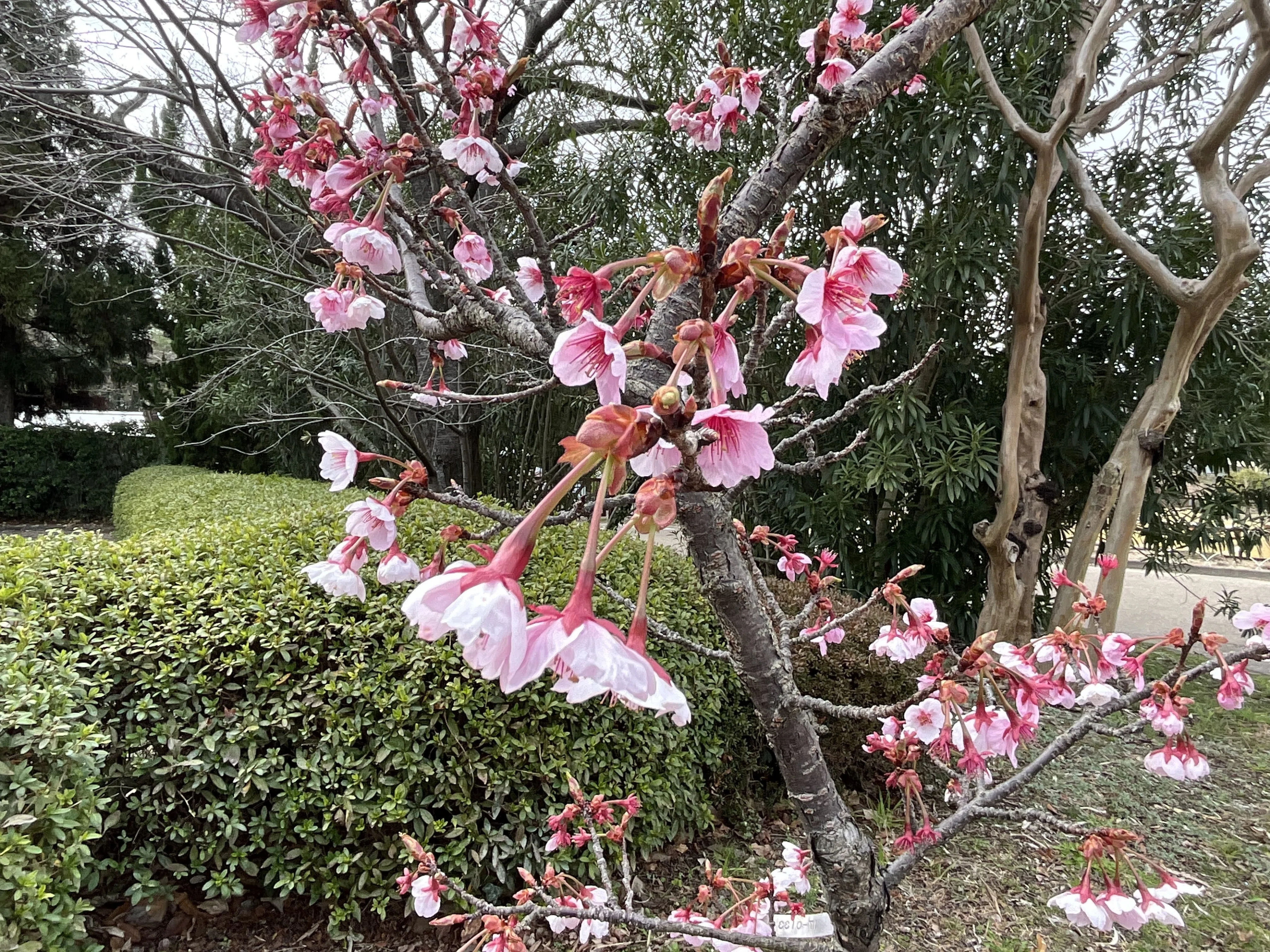 寒桜（鎌倉）（京都府立植物園）：2026年3月6日（金）｜藤井秀昭