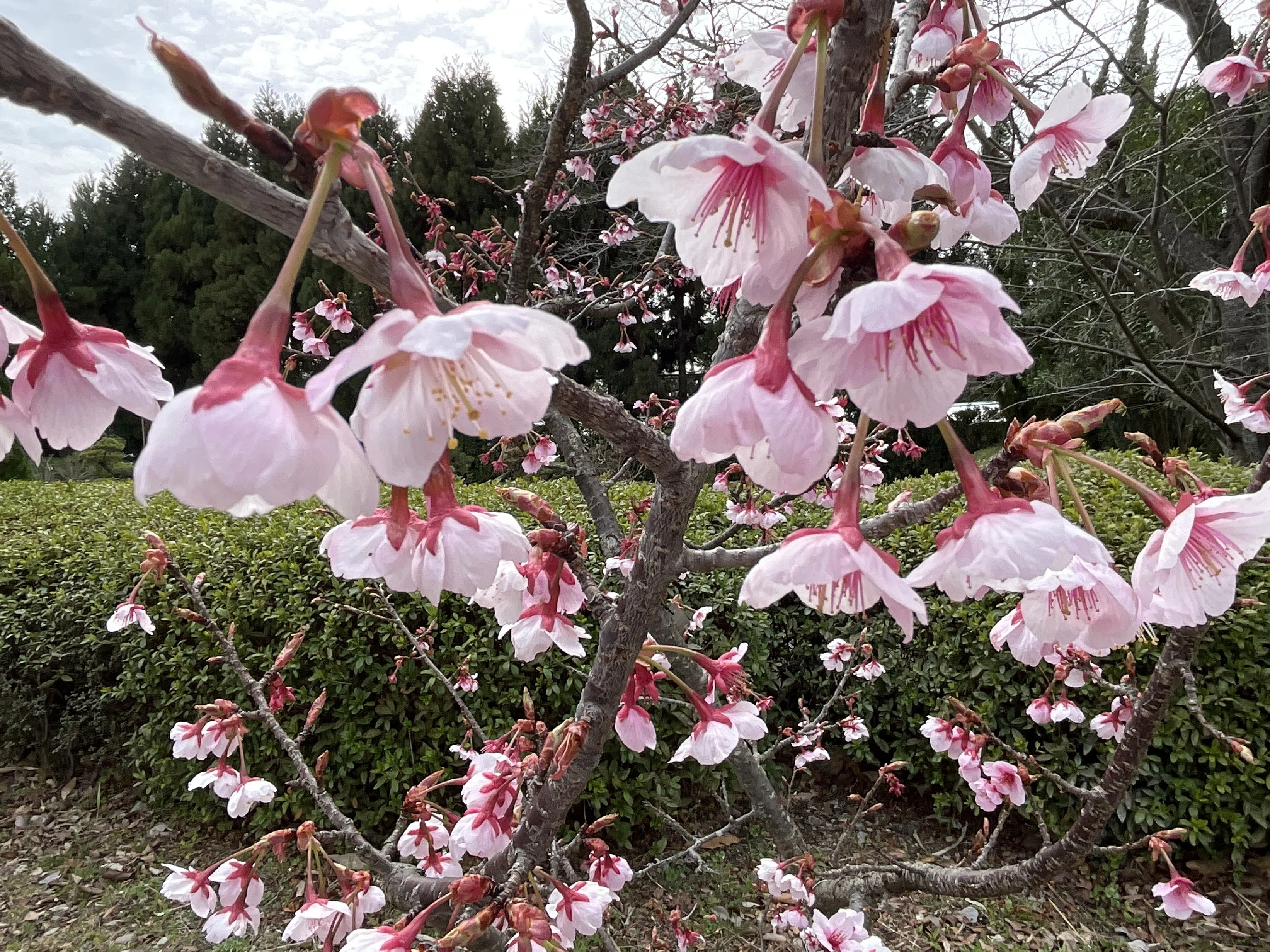 寒桜（鎌倉）（京都府立植物園）：2026年3月6日（金）｜藤井秀昭