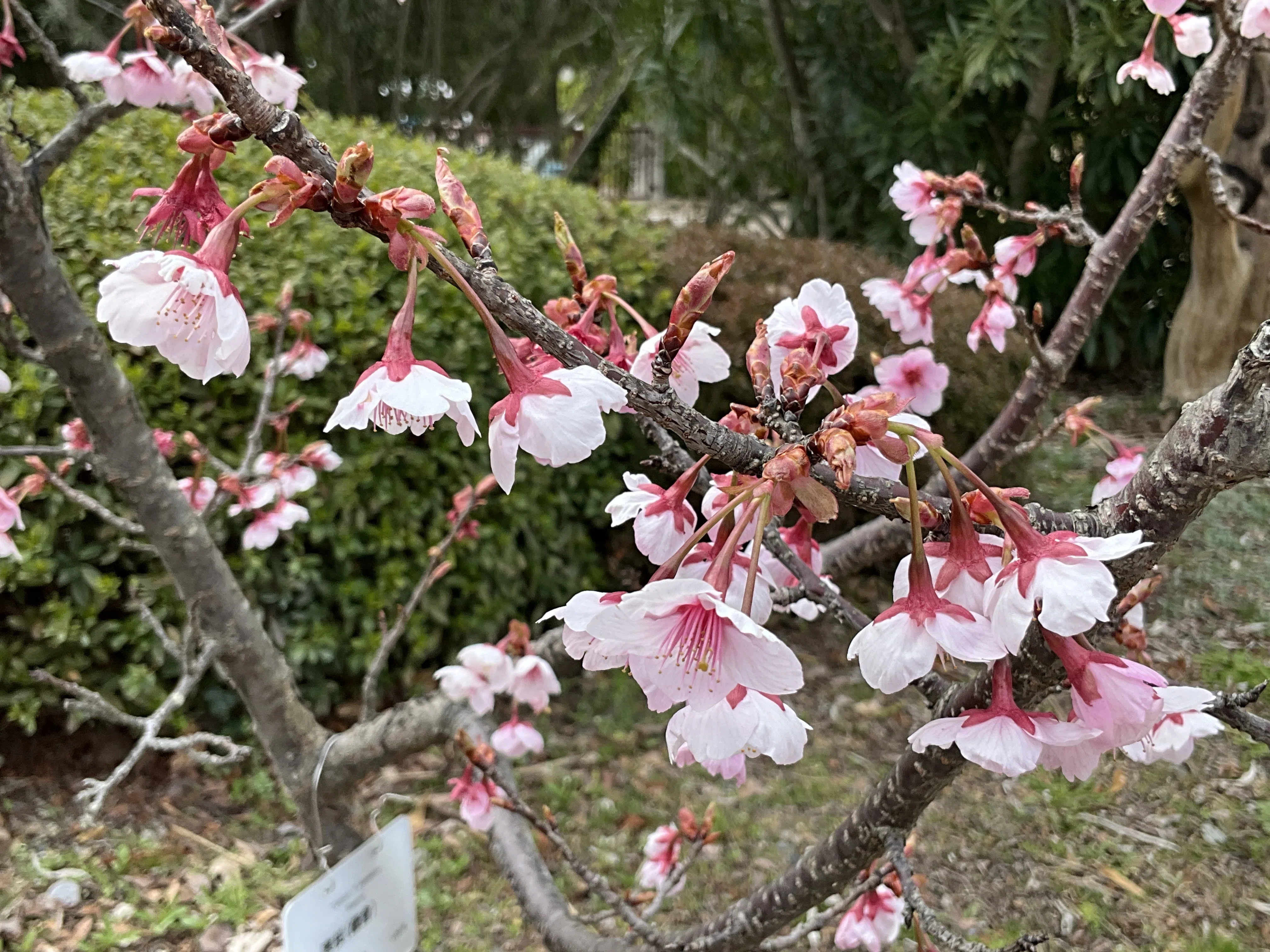 桜花 観るのお知らせ | 那珂市観光協会公式ホームページ