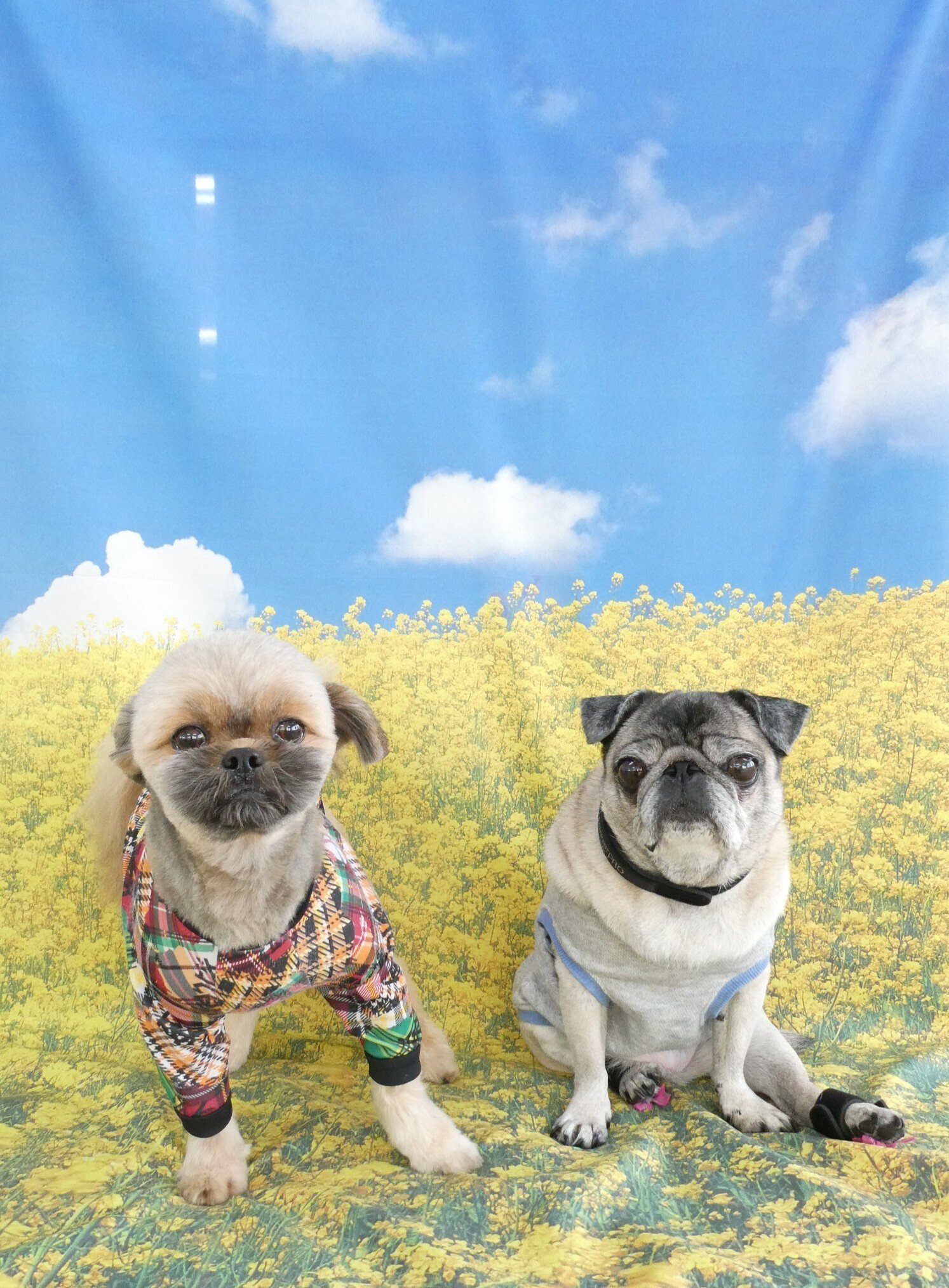 幼稚園体験に来てくれたMIX（ﾎﾟﾒﾗﾆｱﾝ×ﾁﾜﾜ）の【ぽん太くん】＆MIX