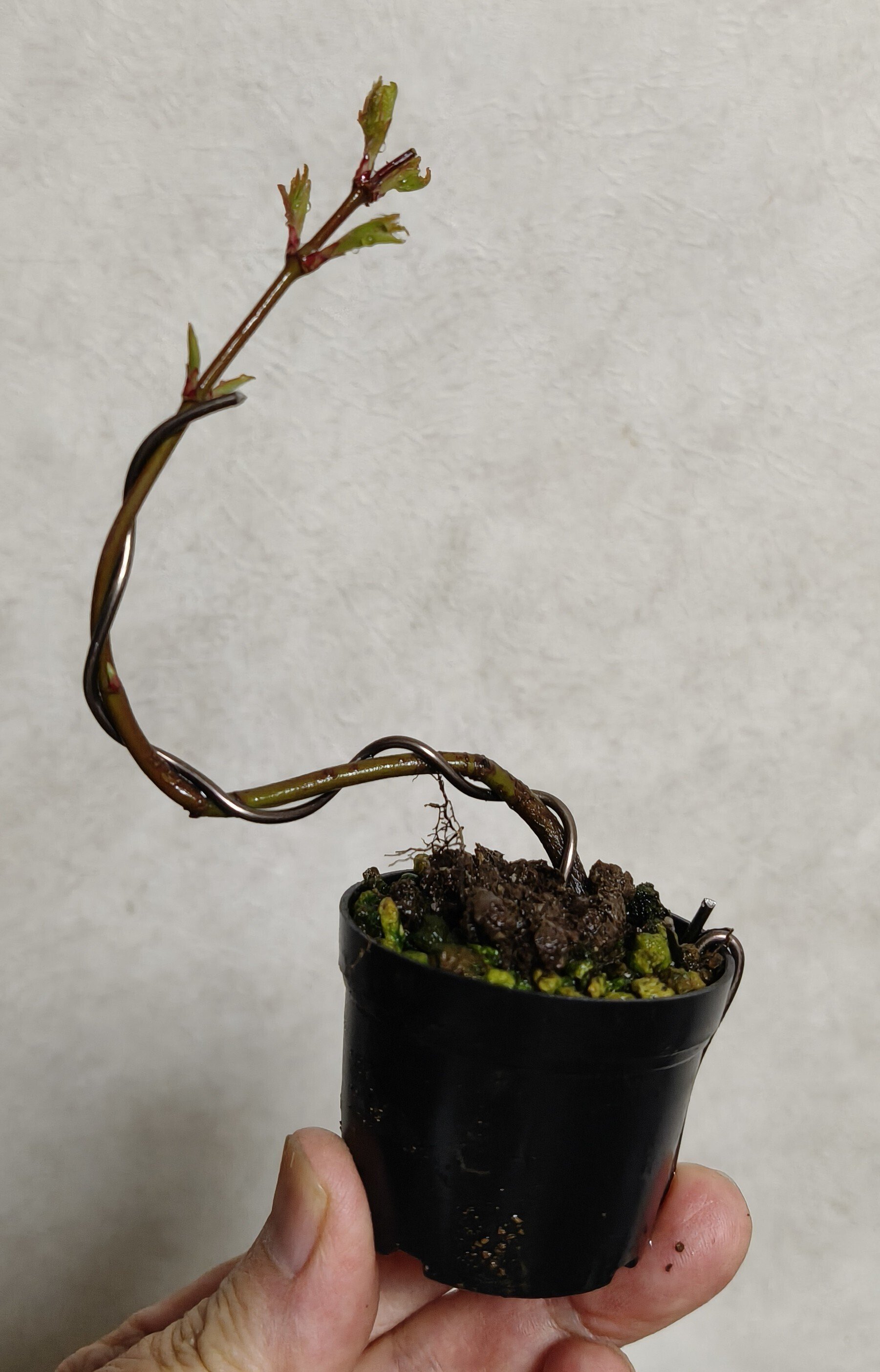 年を取ってからの盆栽も楽しい。イロハモミジの発芽に気が付かなかった