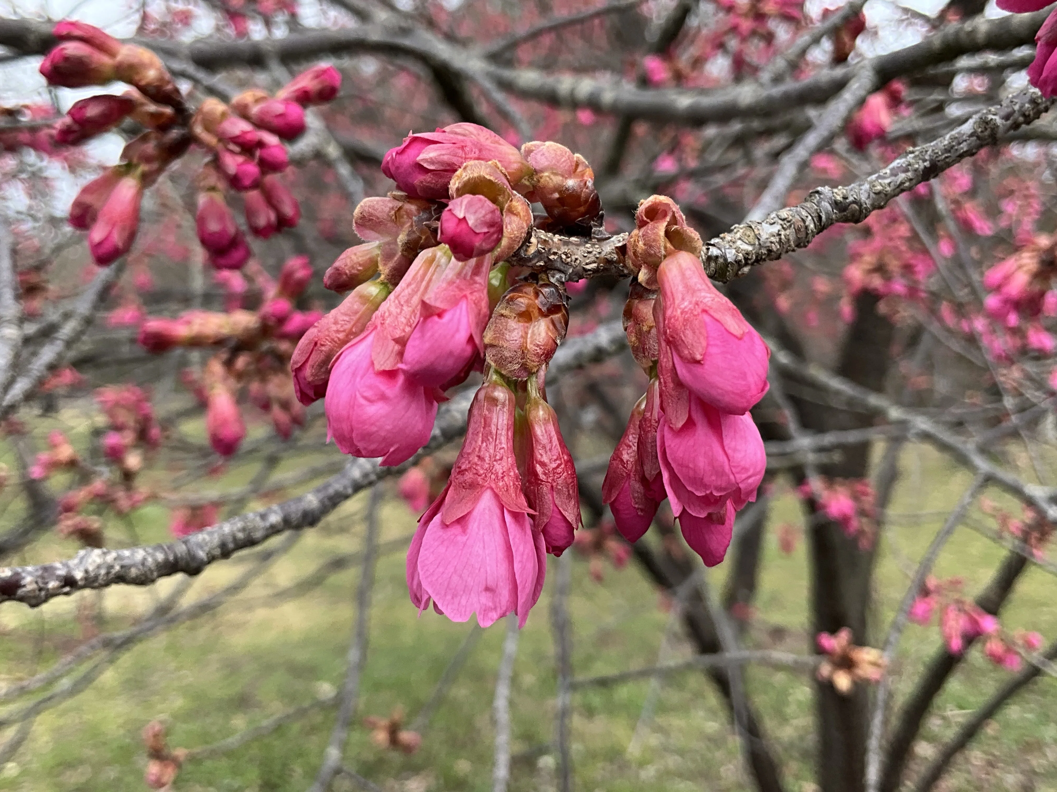 なぜ寒緋桜は交配品種の親になるのか（京都府立植物園）：2026年3月6日