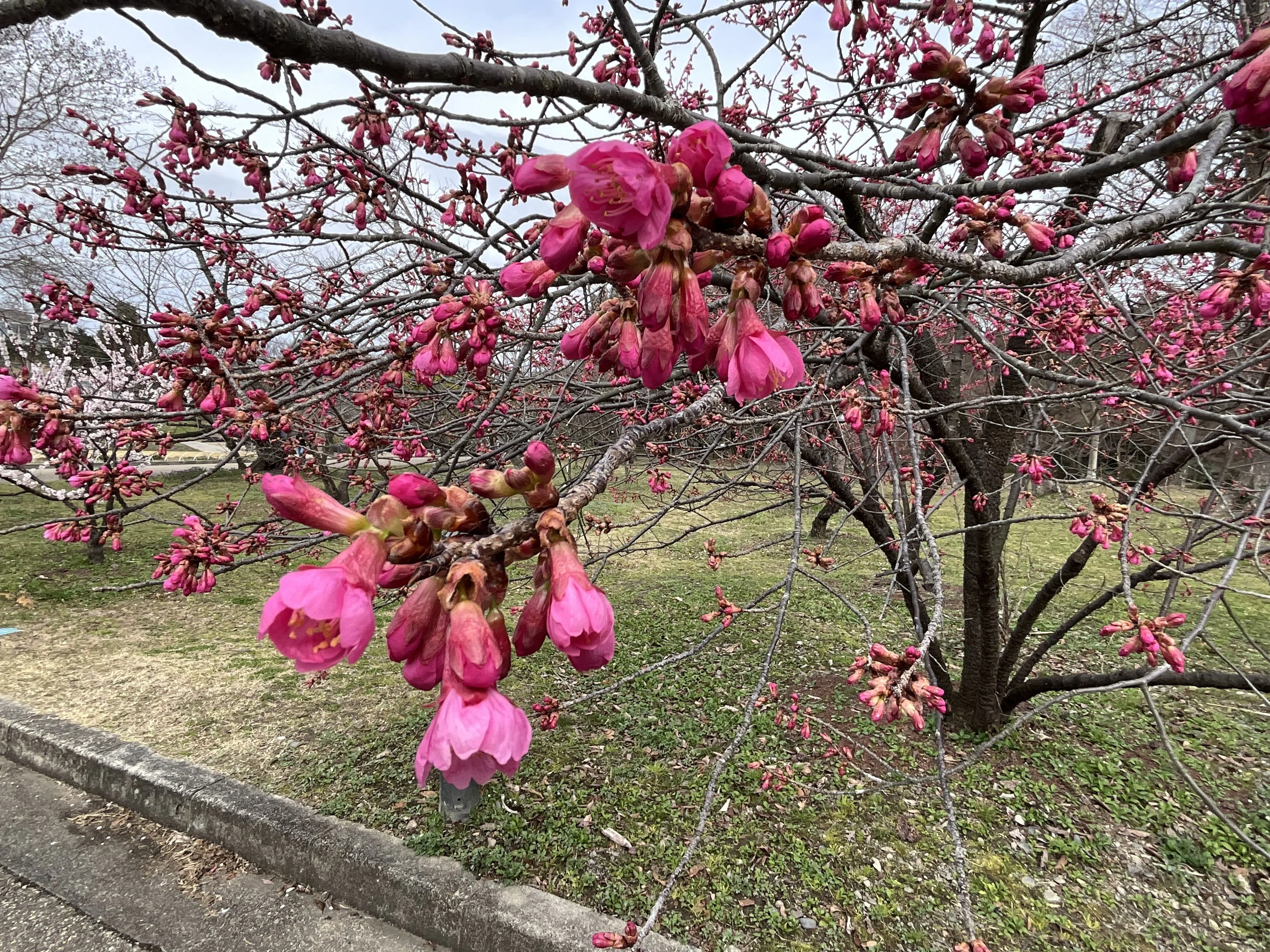 なぜ寒緋桜は交配品種の親になるのか（京都府立植物園）：2026年3月6日
