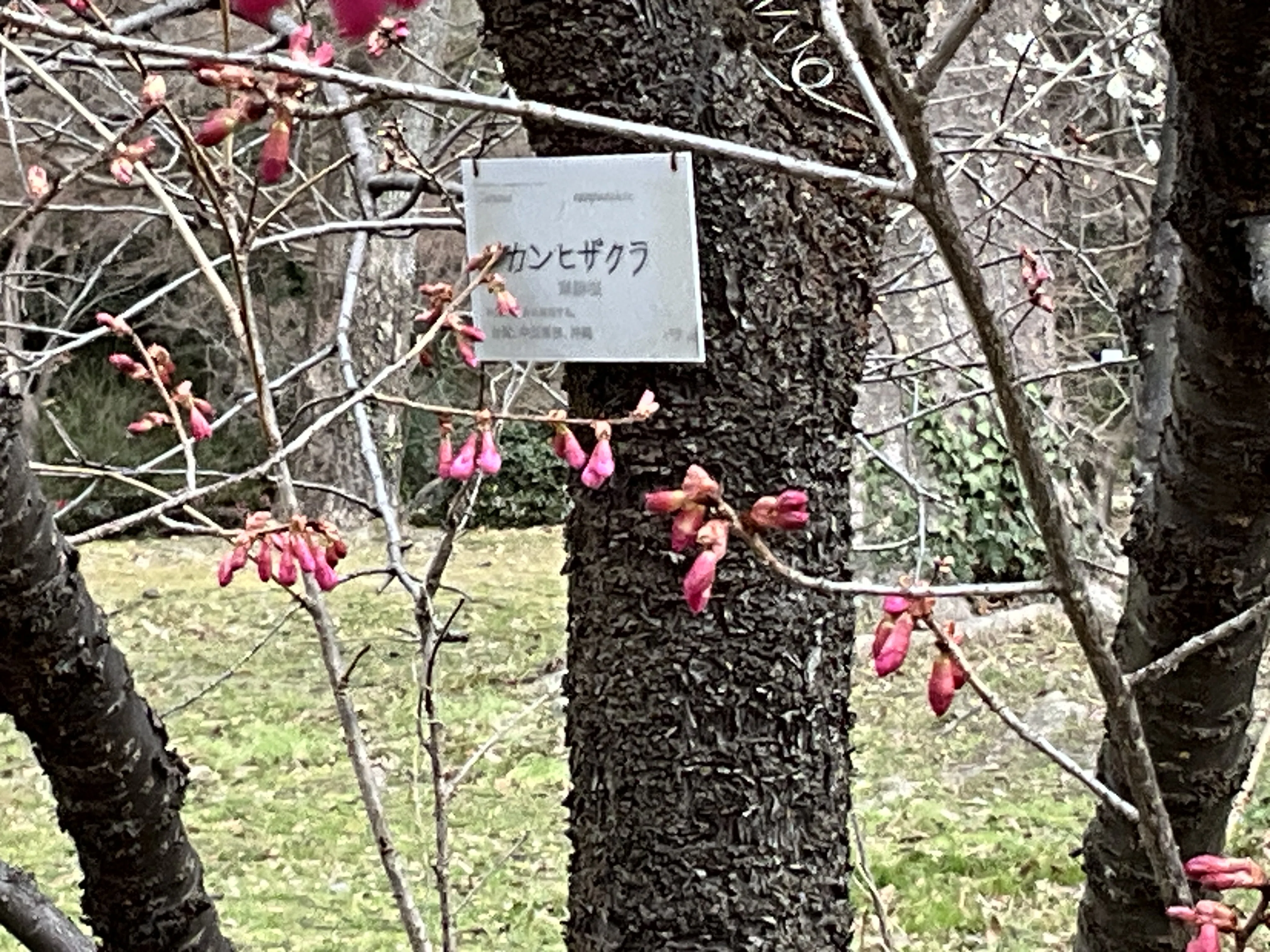 なぜ寒緋桜は交配品種の親になるのか（京都府立植物園）：2026年3月6日
