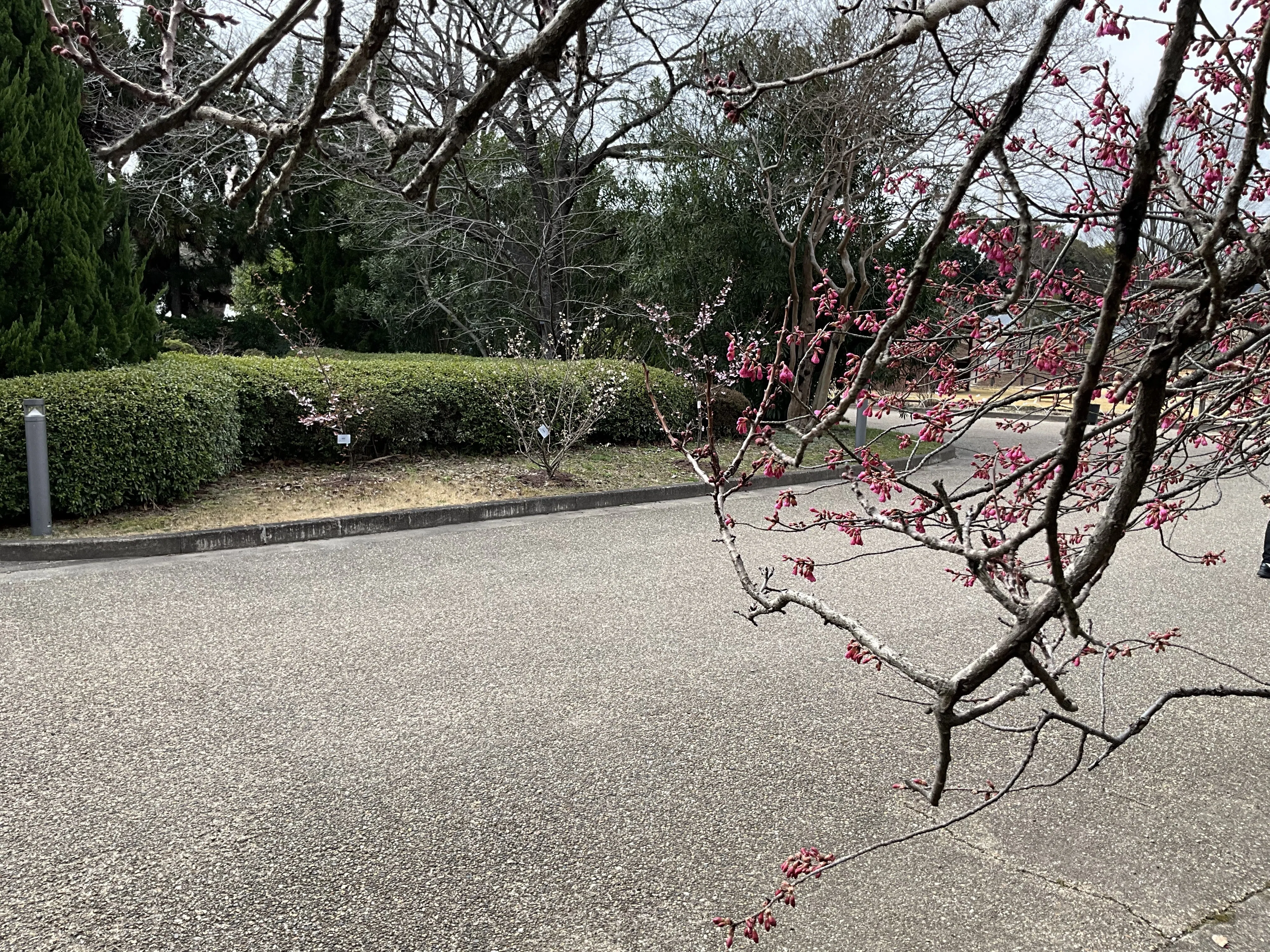 なぜ寒緋桜は交配品種の親になるのか（京都府立植物園）：2026年3月6日