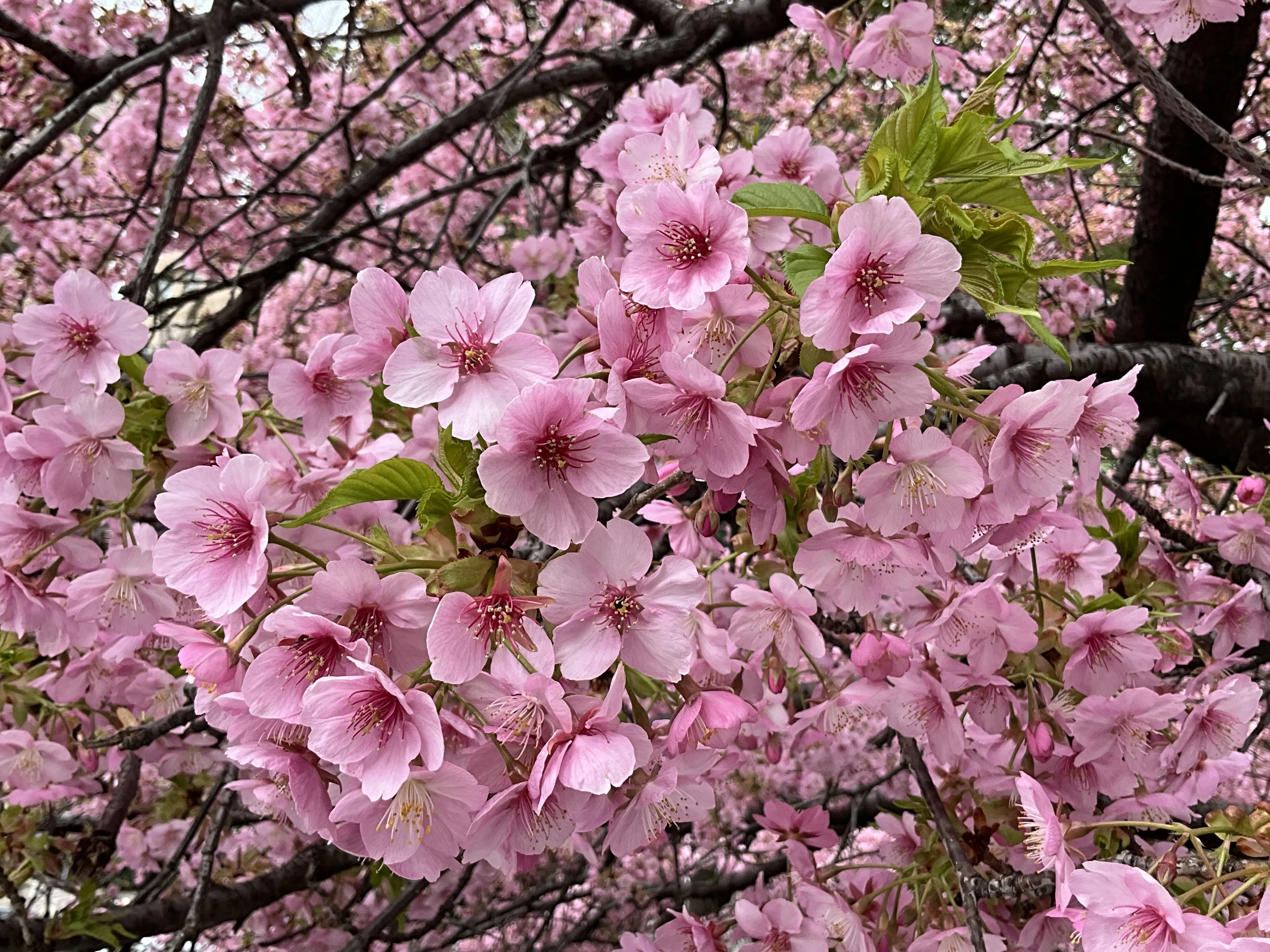 六分咲きの一条戻橋の河津桜：2026年3月6日（金）｜藤井秀昭（『京都