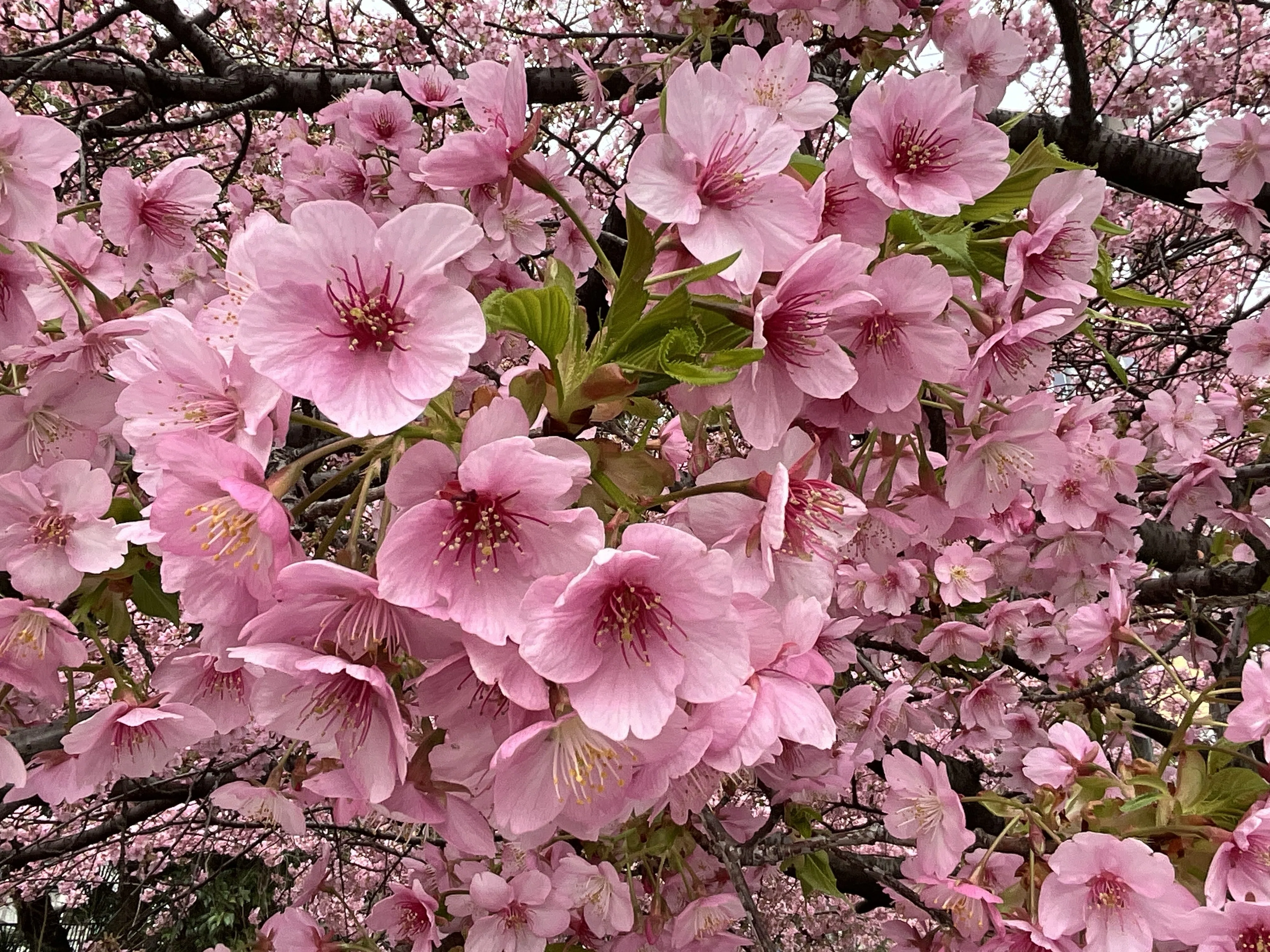 六分咲きの一条戻橋の河津桜：2026年3月6日（金）｜藤井秀昭（『京都