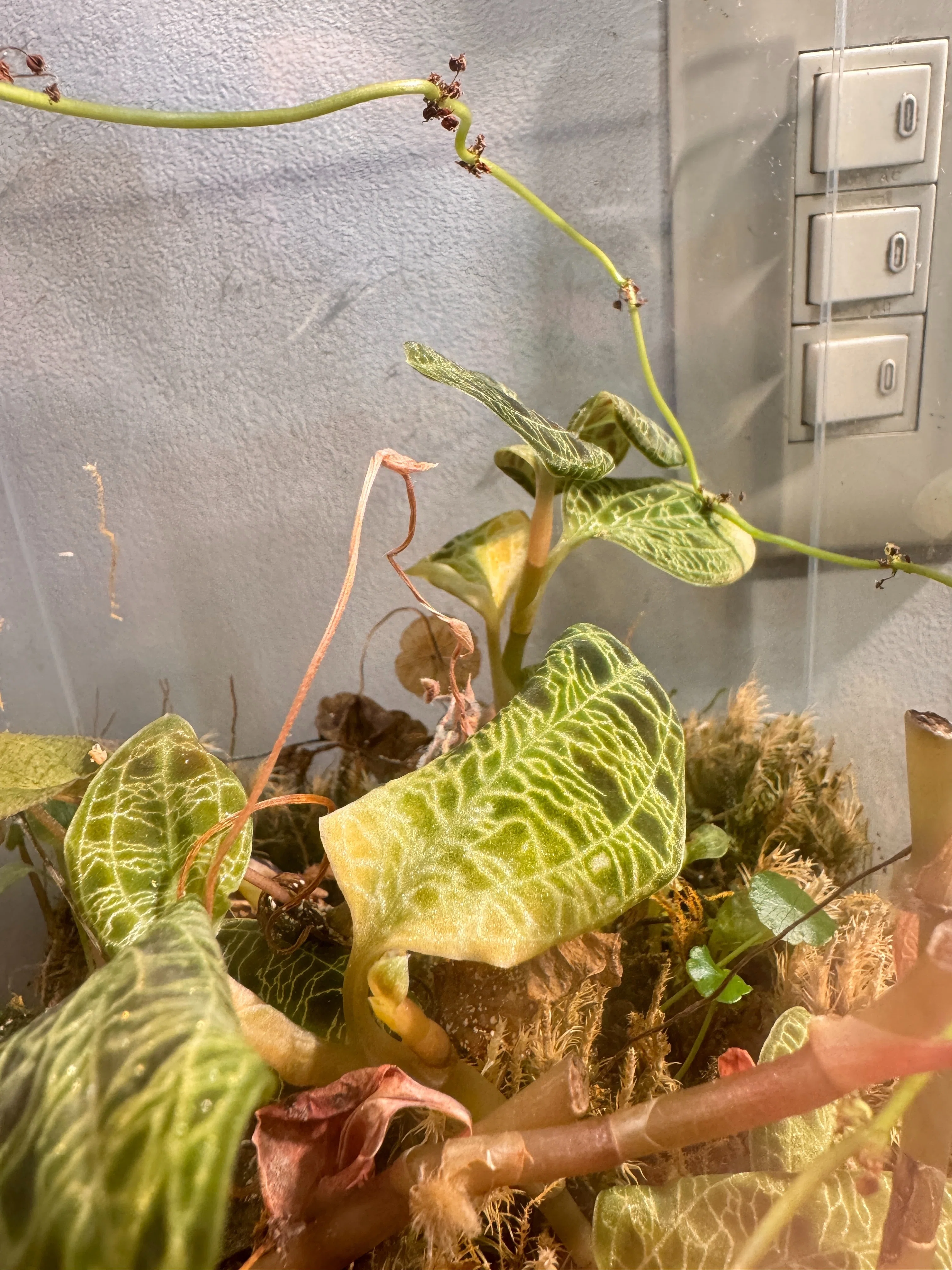 How to Grow Jewel Orchids｜花屋のラフ
