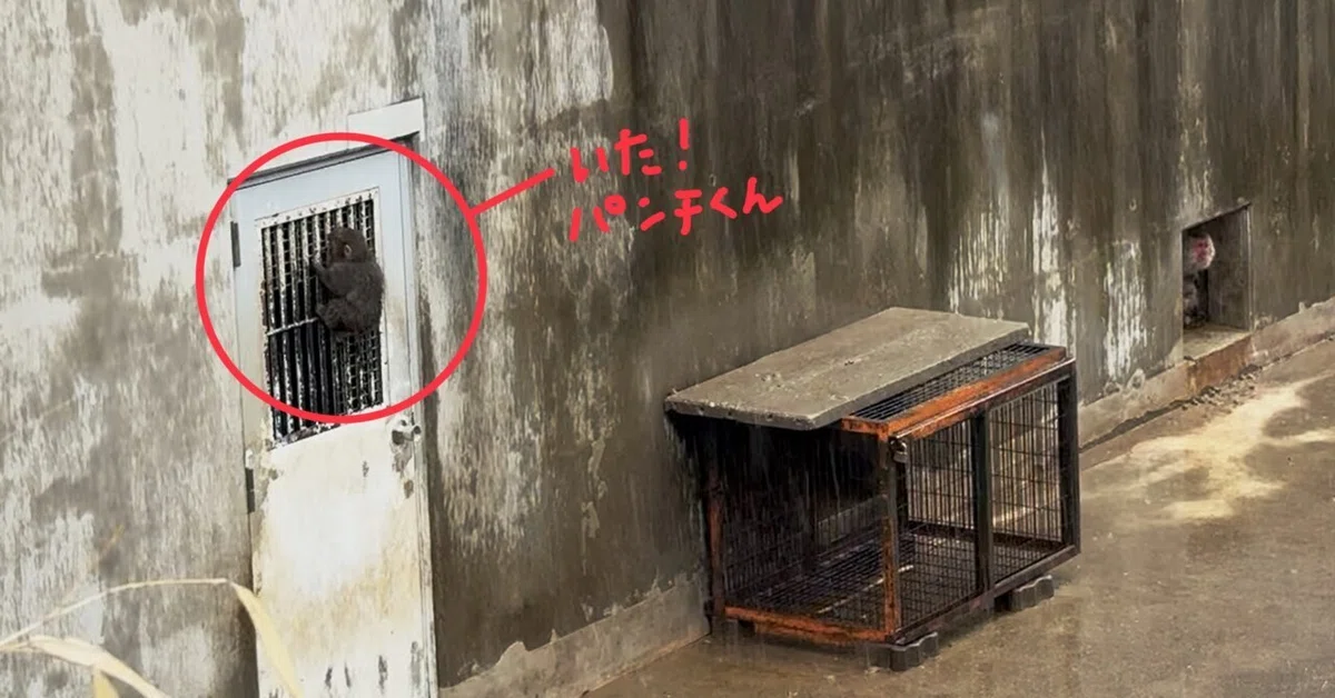 おさるのパンチくんに会いにいく②-市川市動植物園(千葉県)|Solo Penguin | ソロペンギン