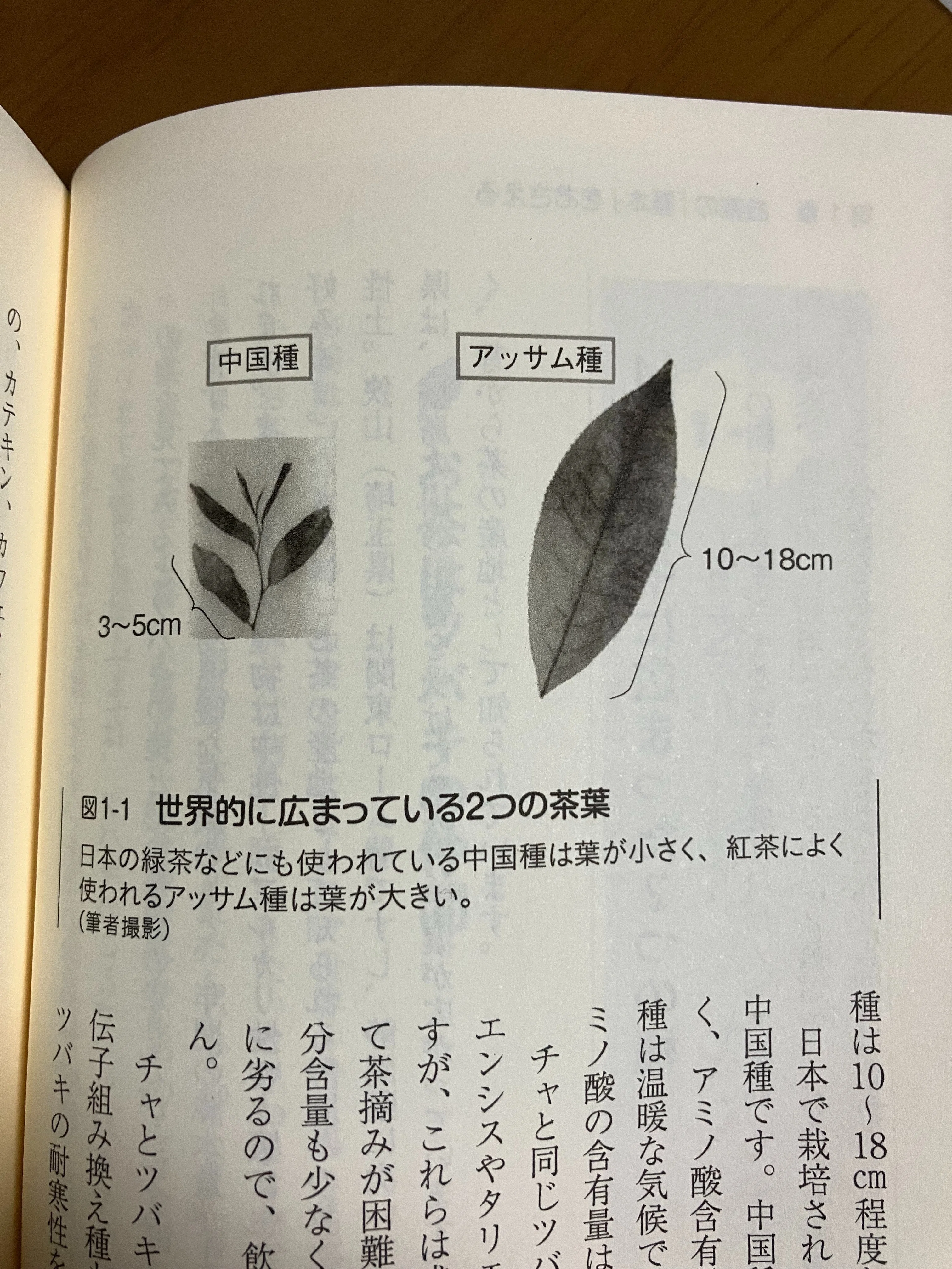 今週のお茶【3月第1週】｜MAX