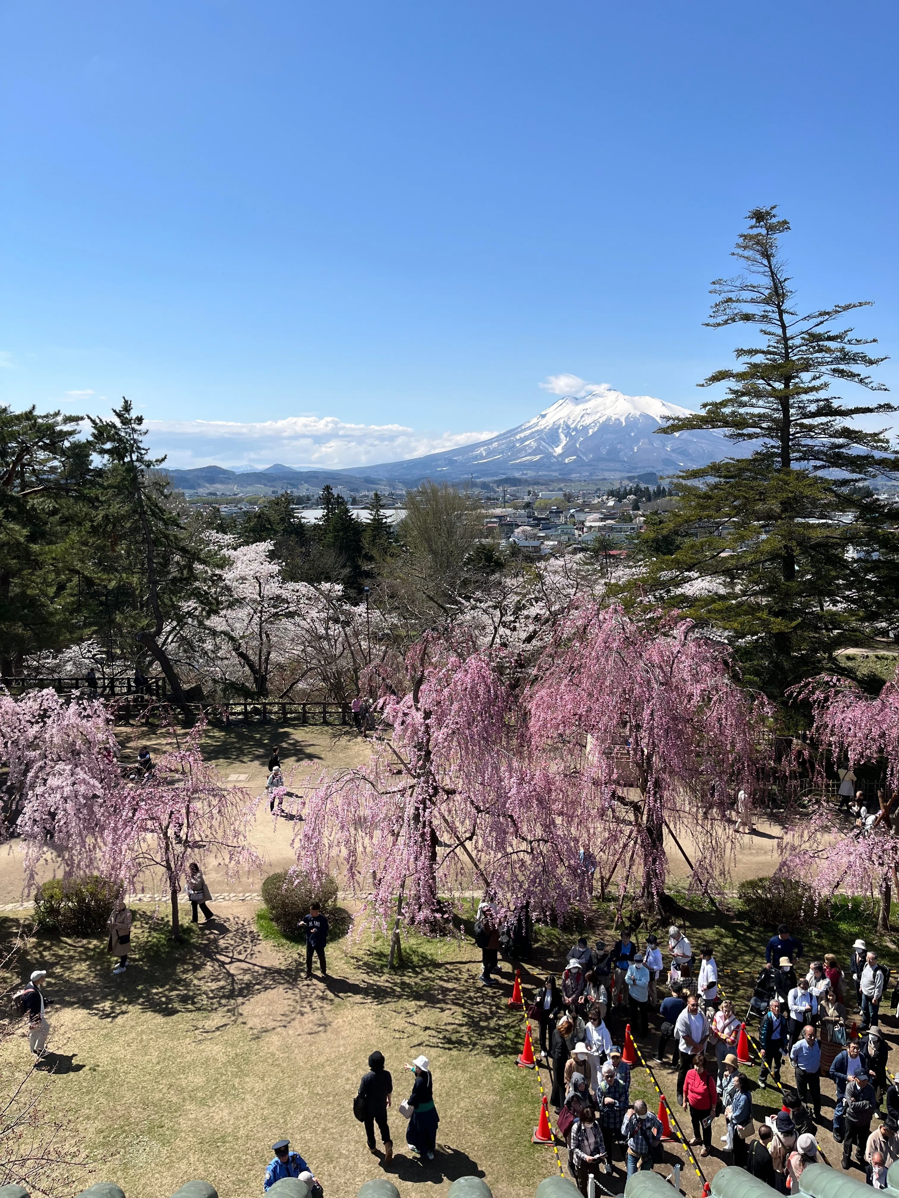 弘前さくらまつり】オペも桜も「準備が9割」悟った攻略法｜橘田 絵里香