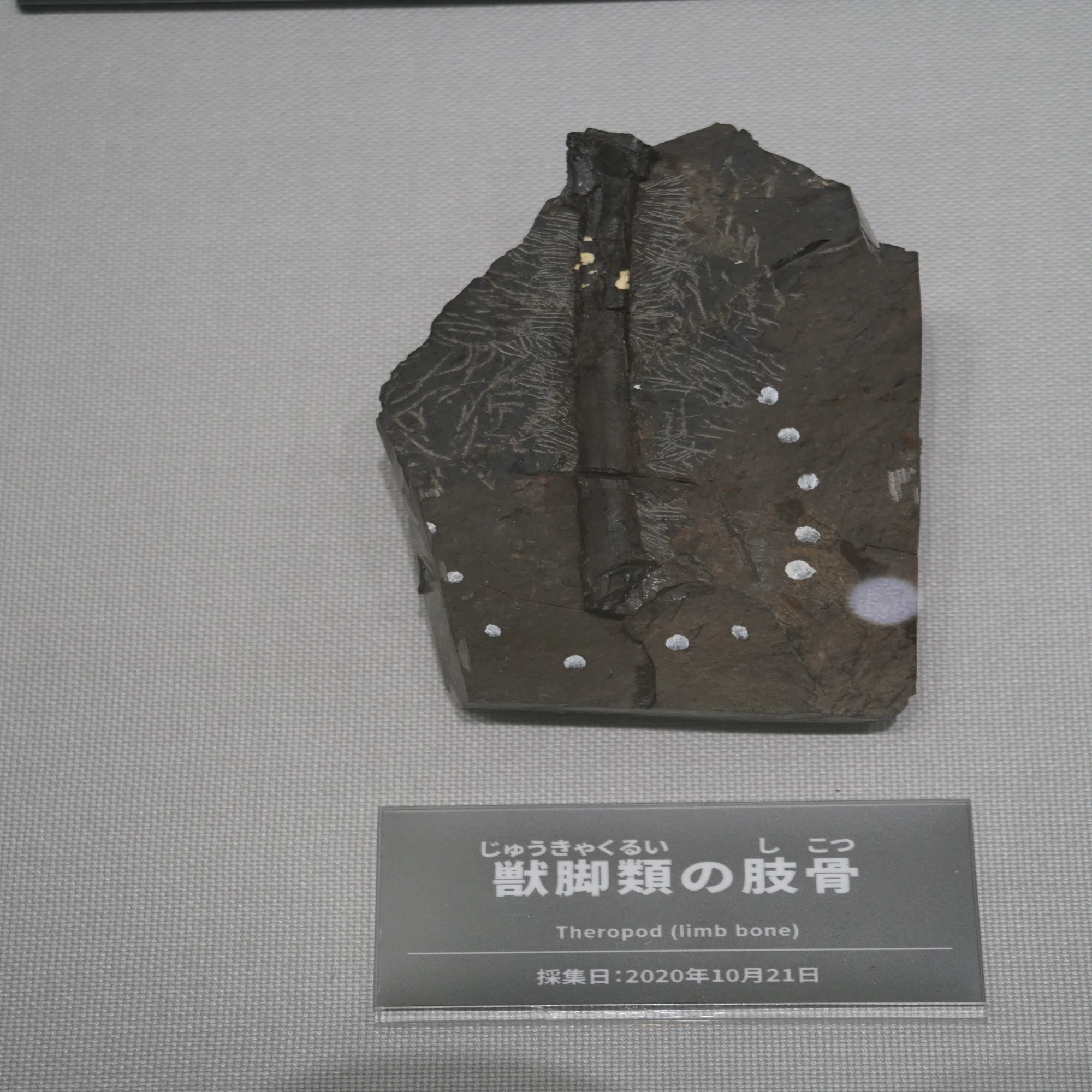 【世界1枚？】超希少複合エラーのかいの化石 2009銀インク\"な\"の字他積層剥離 世界最古の森林化石見つかる、3．9億年前 英(1/2) - CNN.co.jp