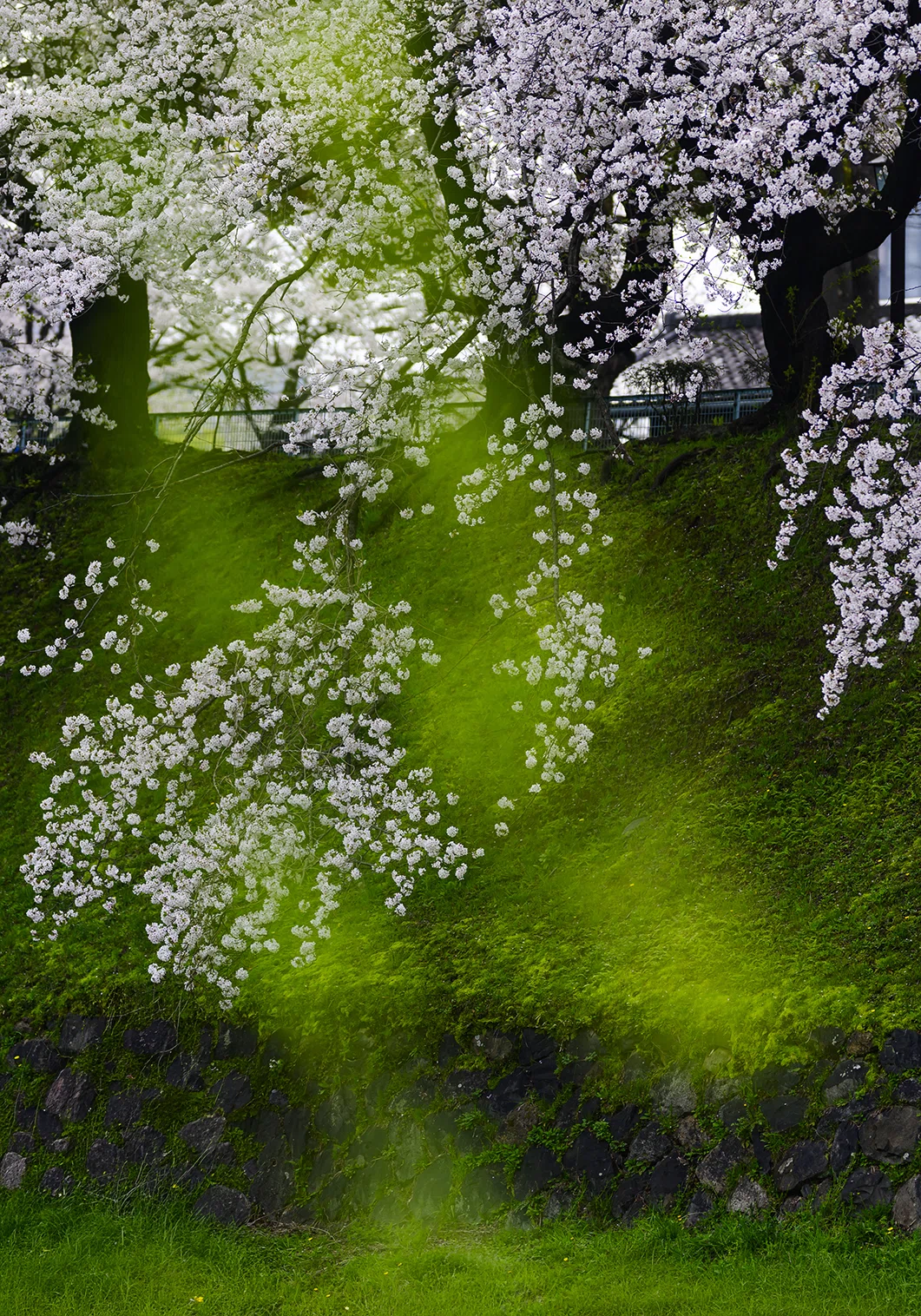 個展「桜標」— 写真と時間、そしてポートレート｜渚 ひろみ
