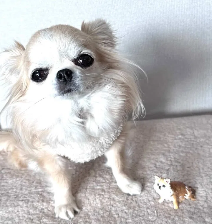 リアル犬 「うちのワンちゃん手のひらサイズ」｜ぴのきお工房