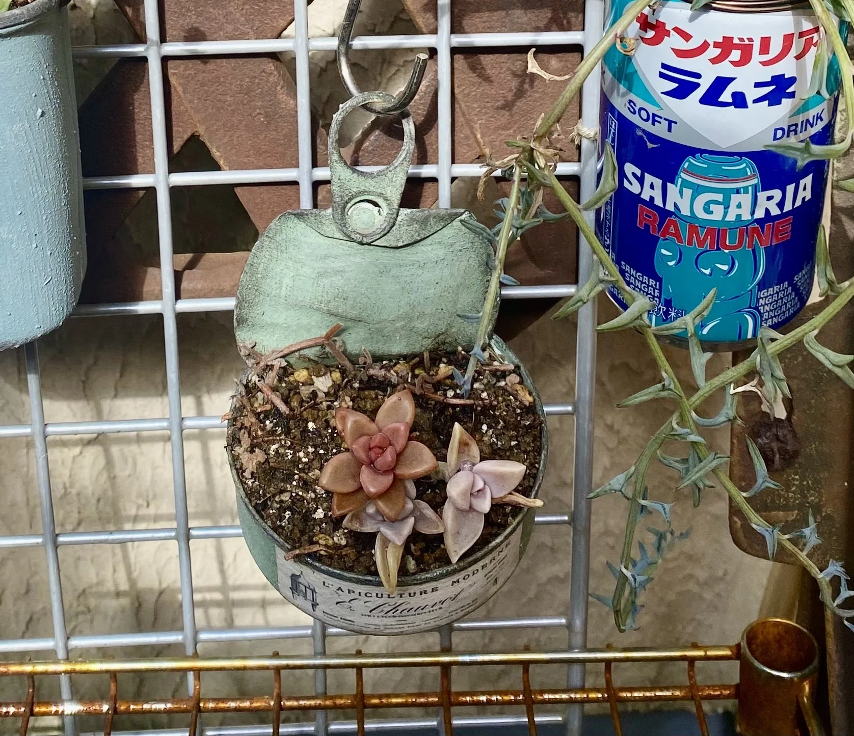 希少 コチョコチョさん苗 命名種 子千代 札付き 多肉植物 3c2c7690fec595059ad6a9e5fe6330