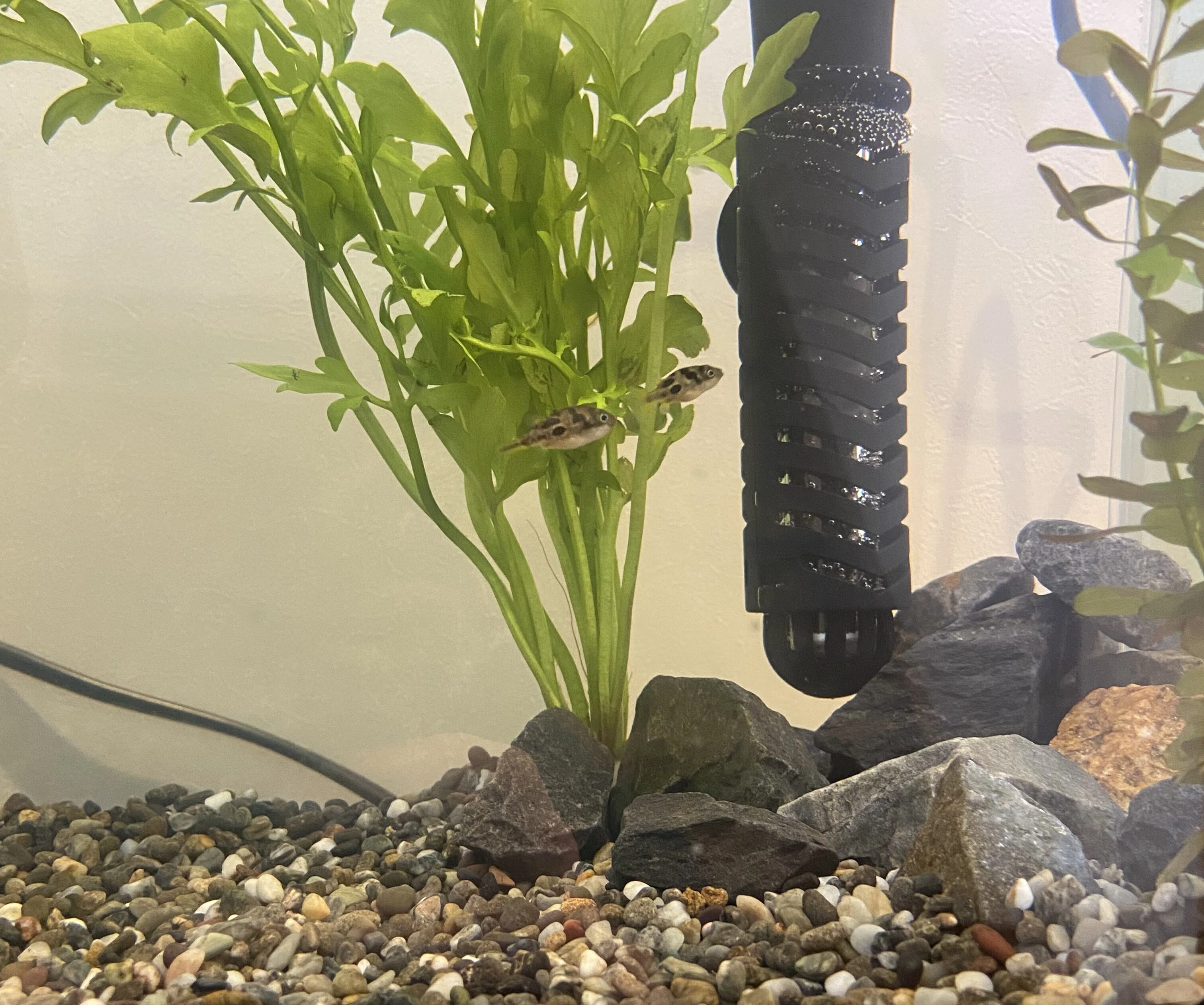 アクアリウム】を始めて丸2年。過去の水槽たちをまとめてみた