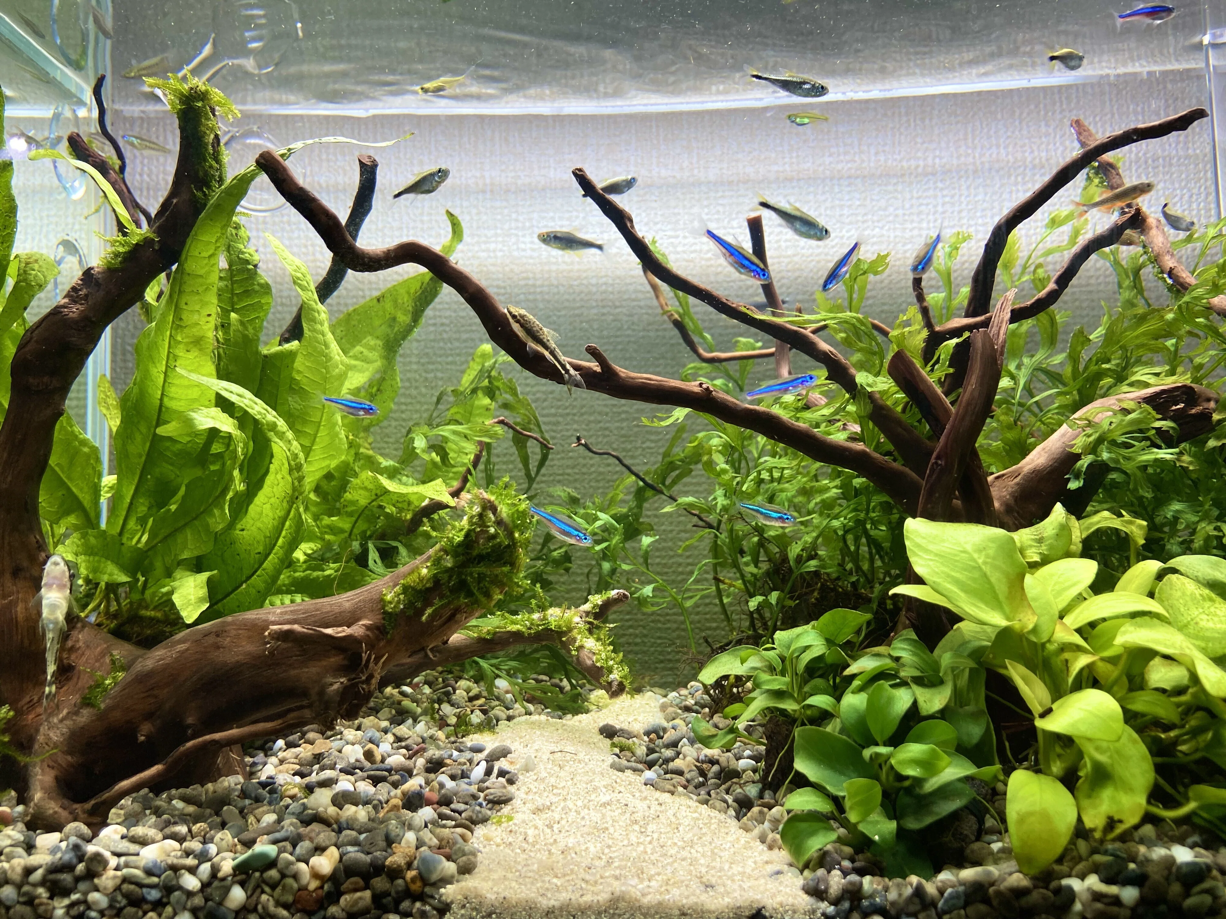アクアリウム】を始めて丸2年。過去の水槽たちをまとめてみた