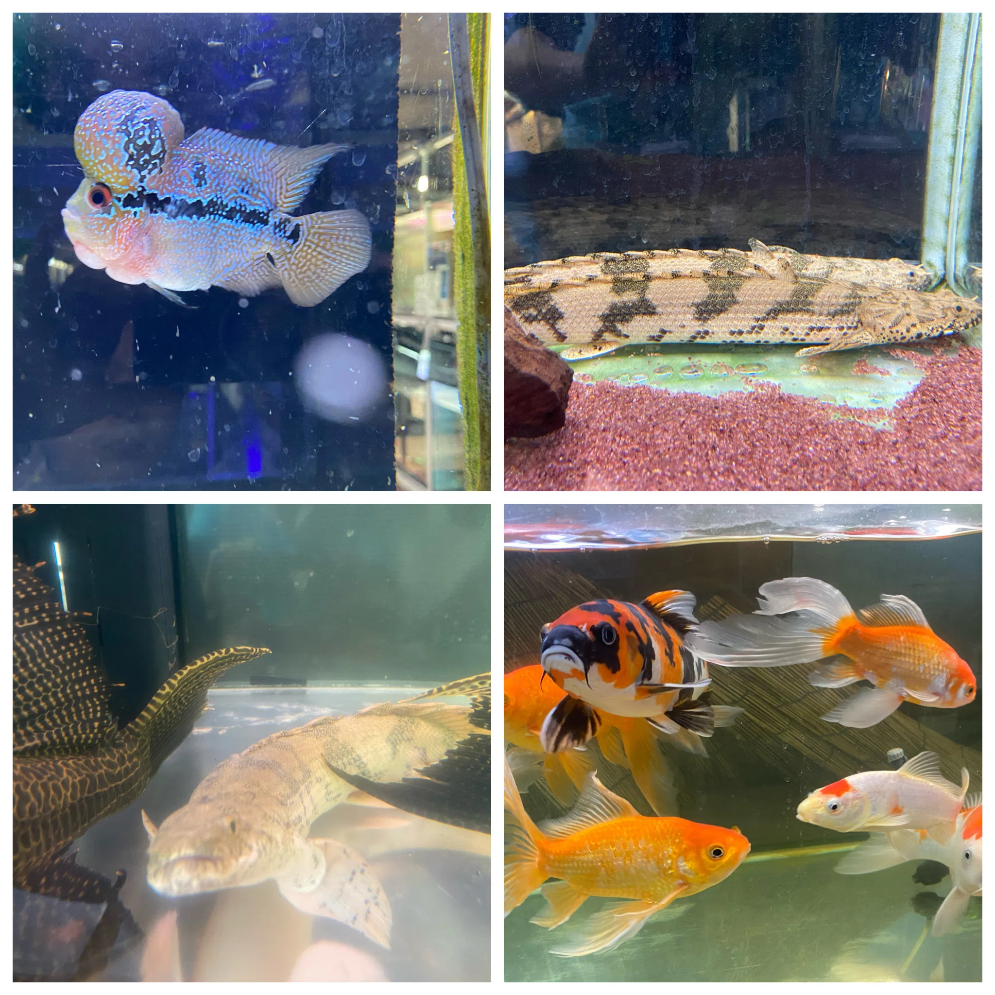 特大金魚売ります！ 安くします！ 楽天市場】金魚 10匹の通販