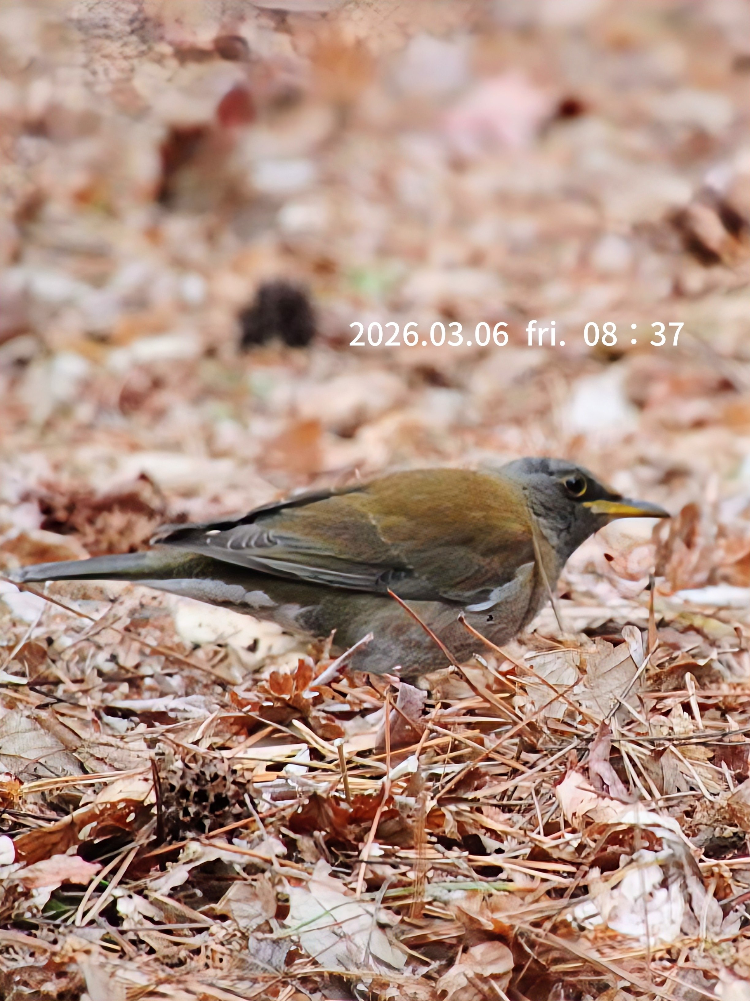 阿呆鳥様、専用ページ 日本野鳥の会 札幌支部 » 4月10日北海道神宮・円山公園の鳥