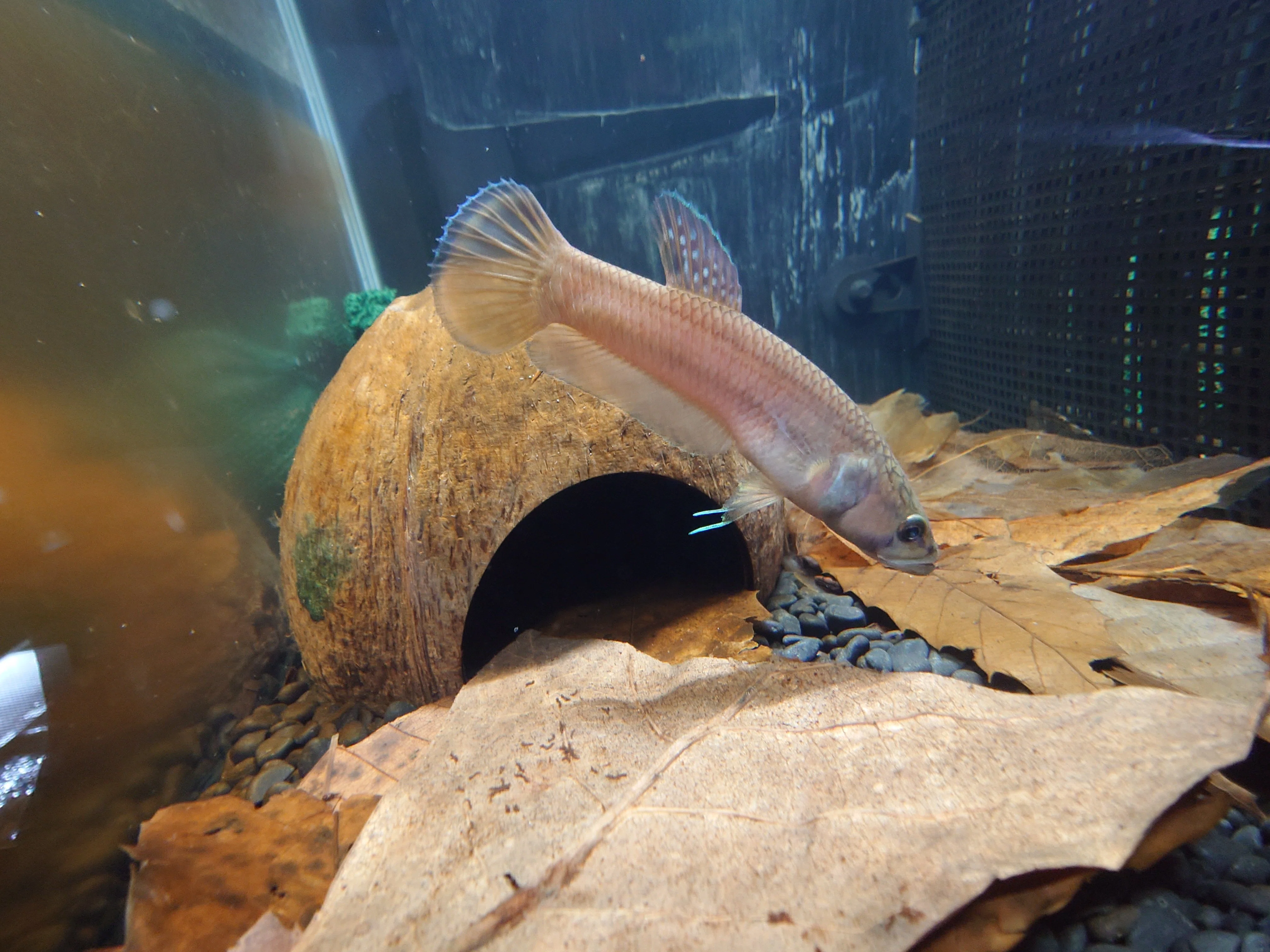 ワイルドベタ マクロストマ サラワク州 マルディ産 f1稚魚8匹(吐き出し 