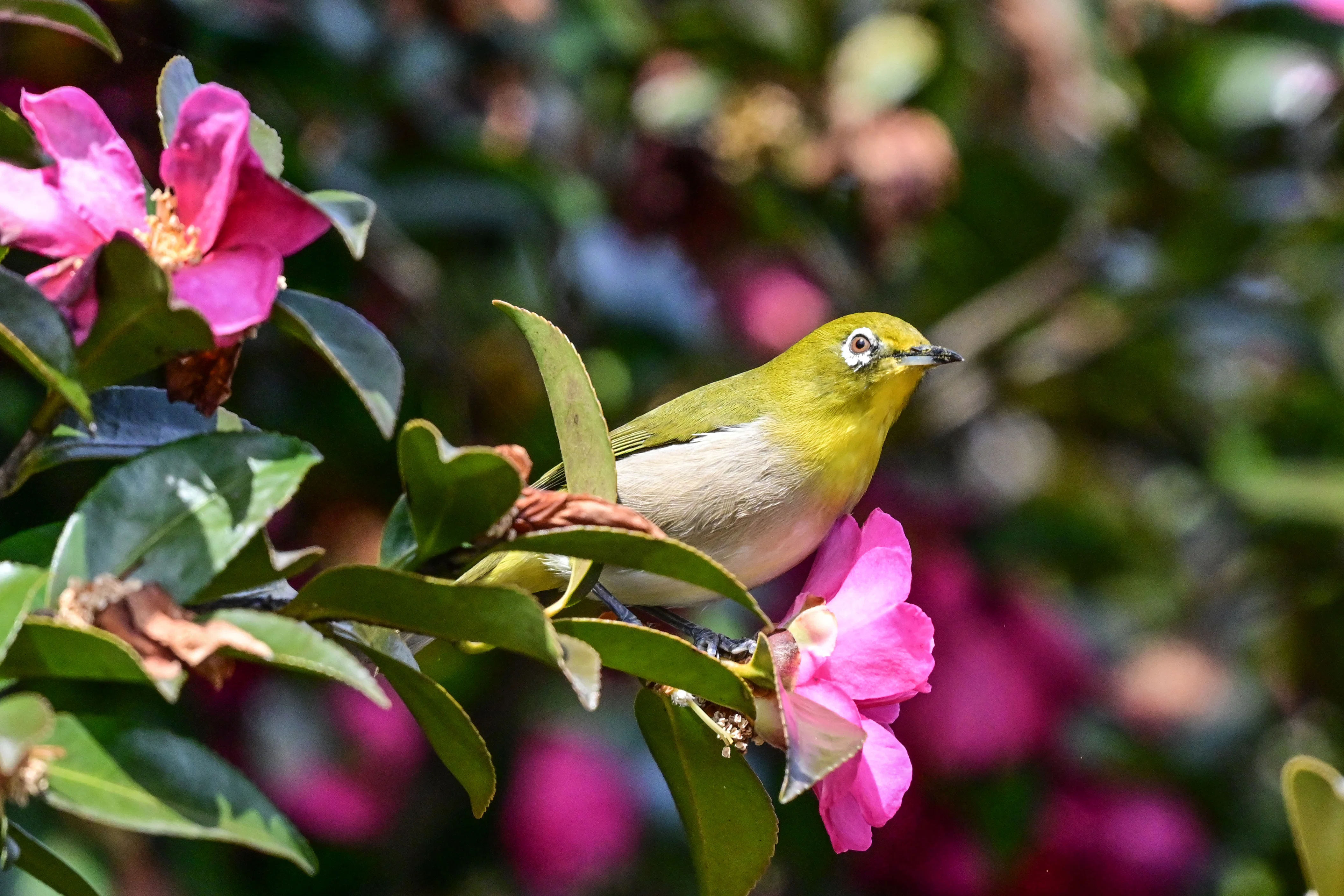 3月7日の鳥活について｜やすひこ